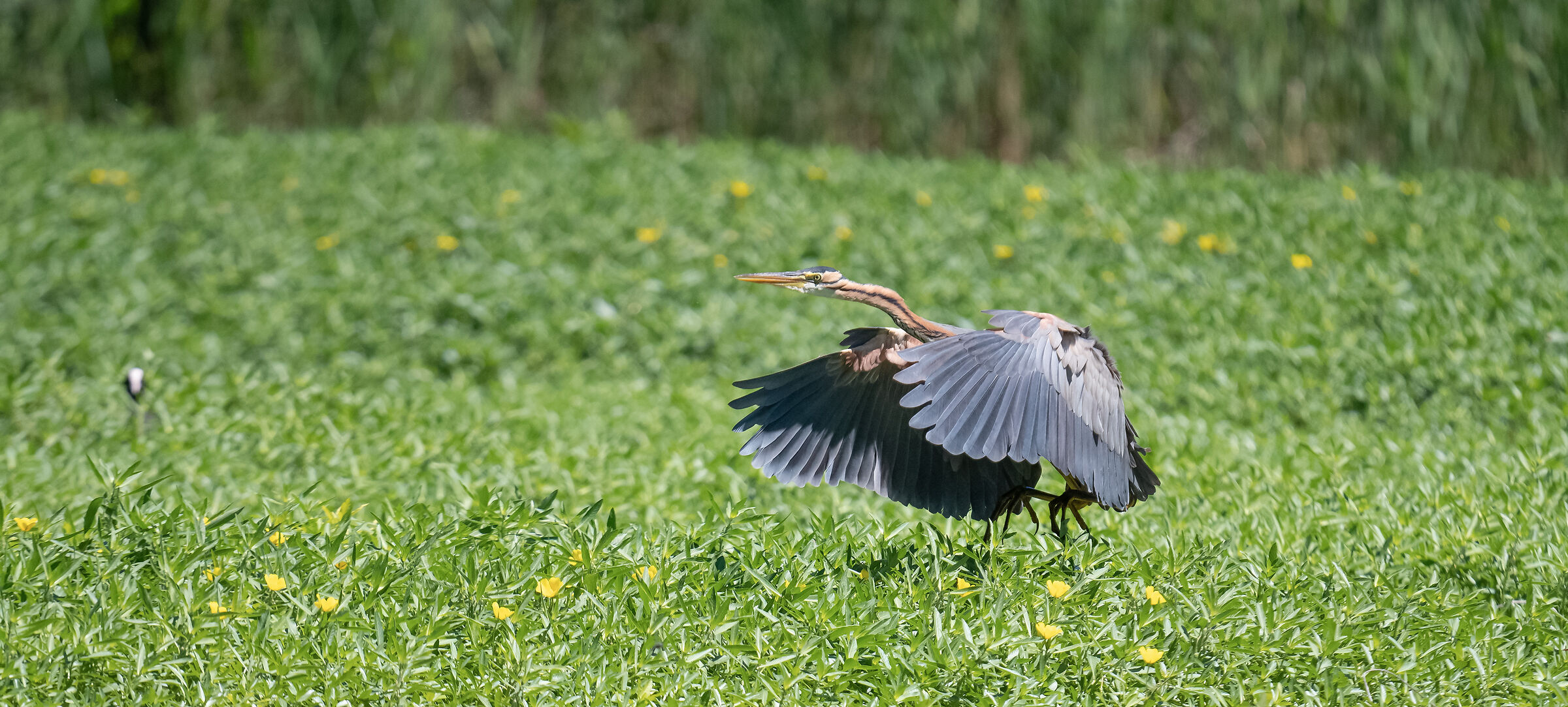 airone rosso-la sequenza dell'atterraggio 2