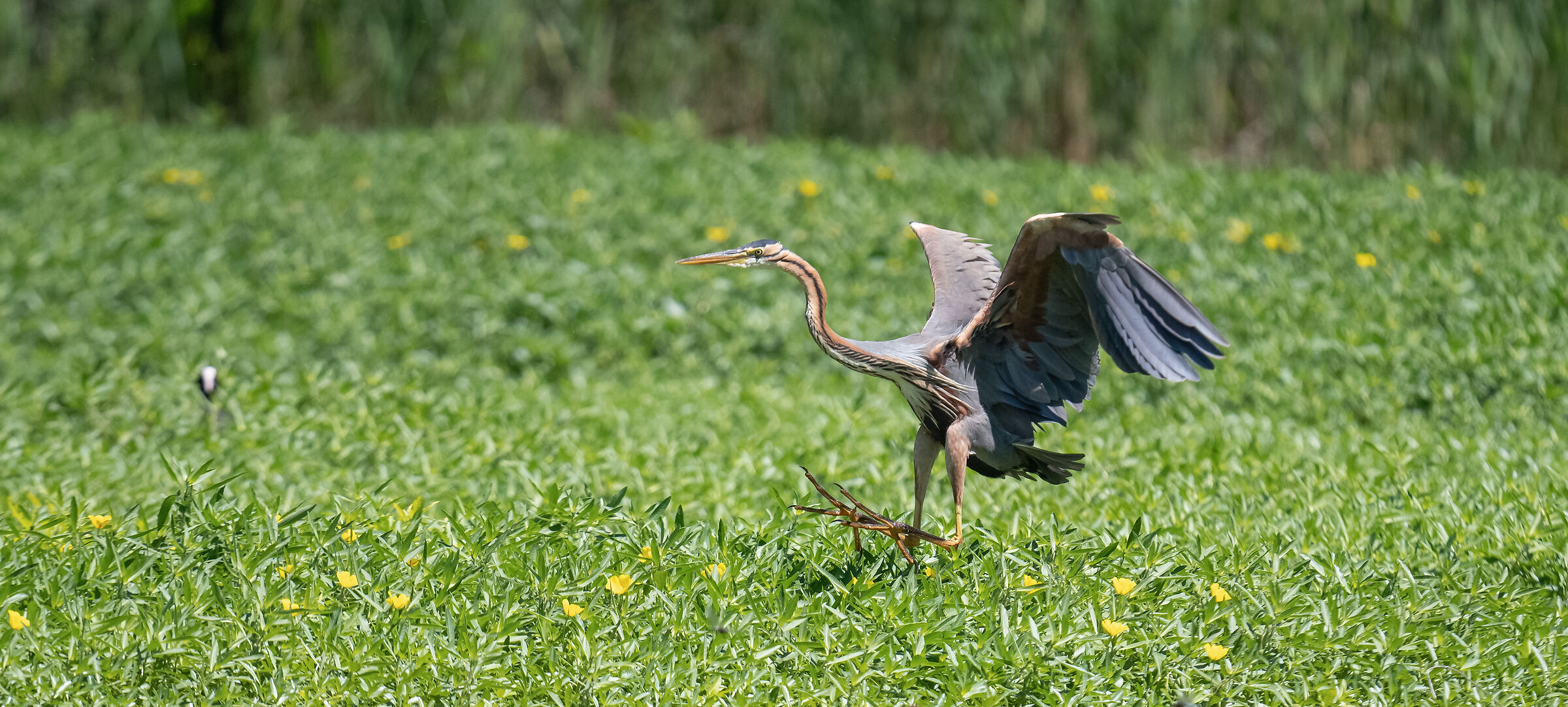 airone rosso-la sequenza dell'atterraggio 3