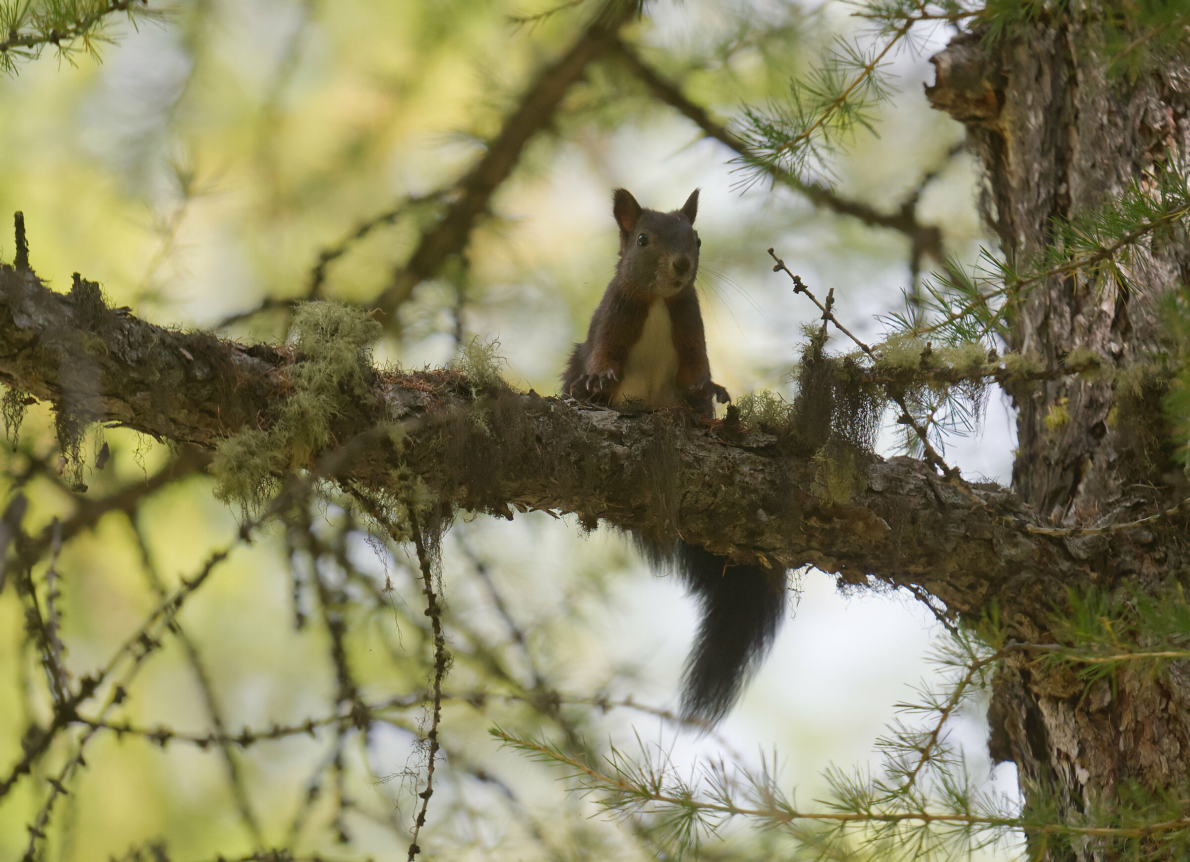 Red Squirrel