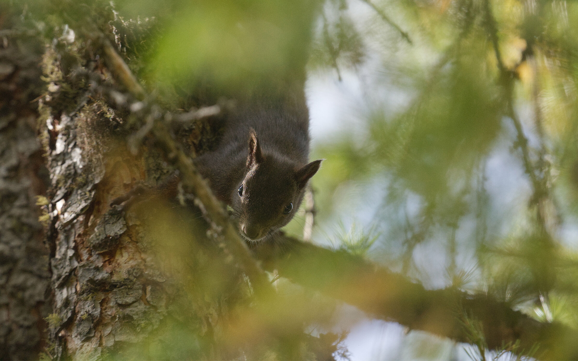Red Squirrel
