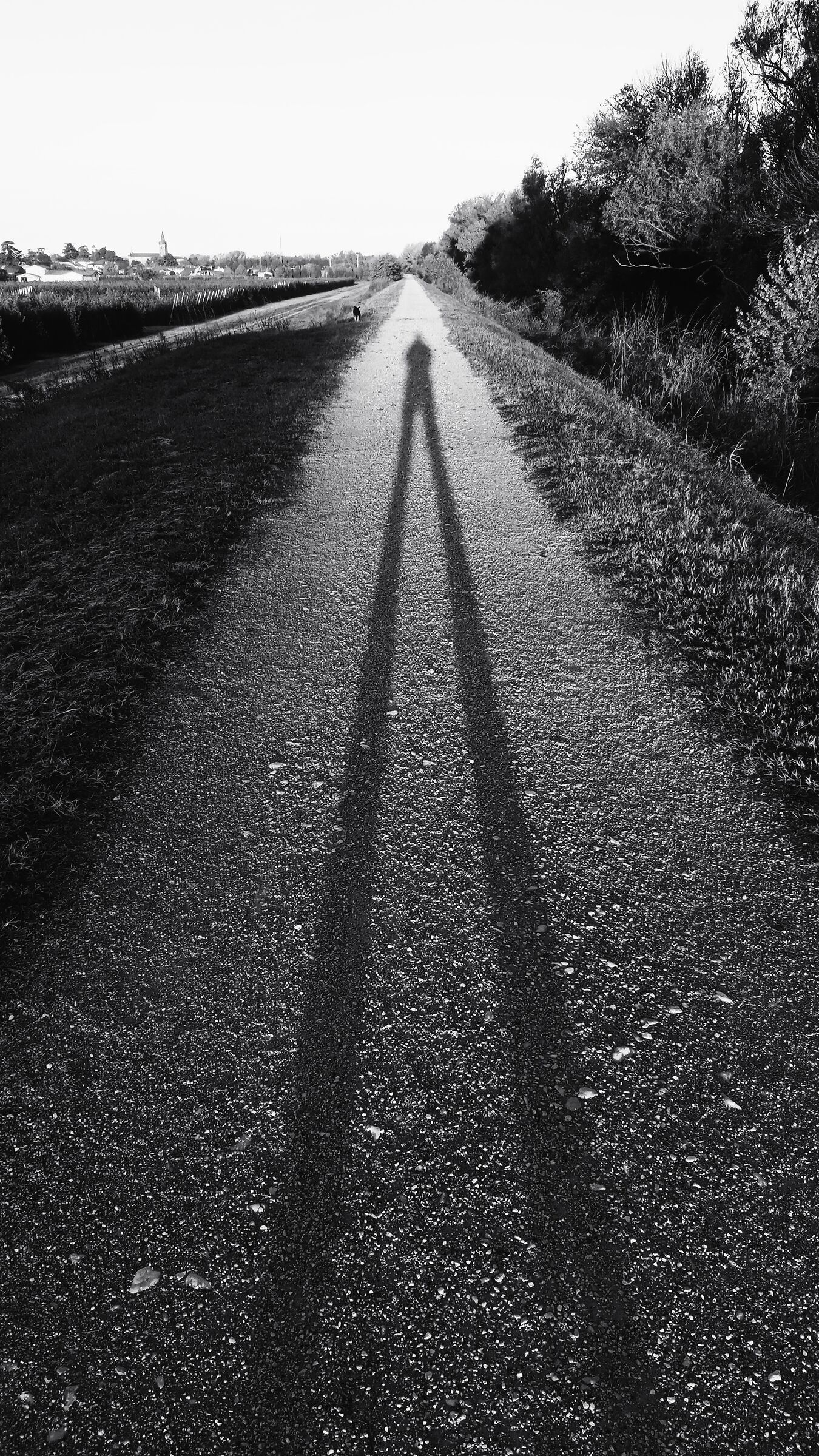Long shadows in the morning