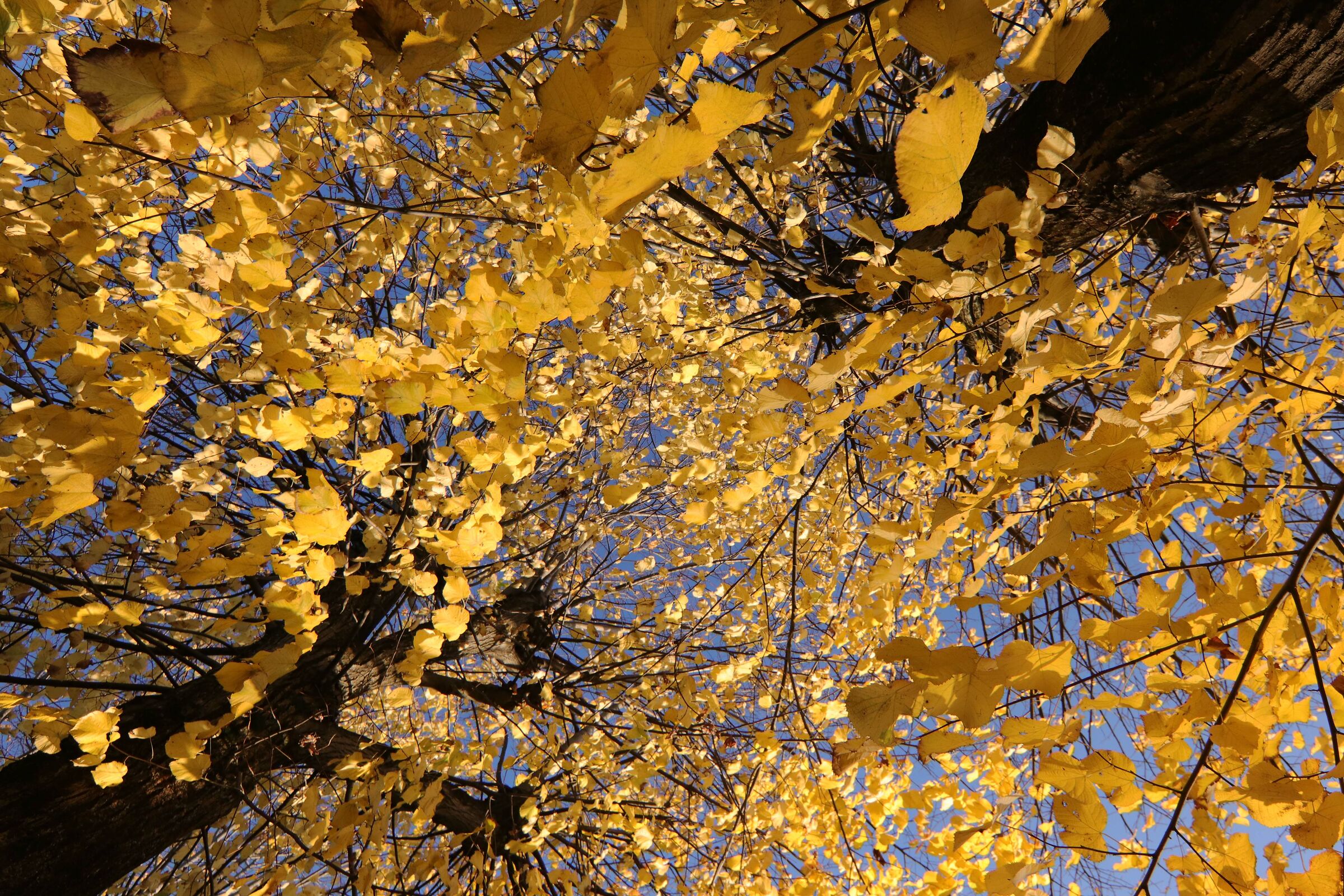 Il cielo visto da terra, attraverso le foglie