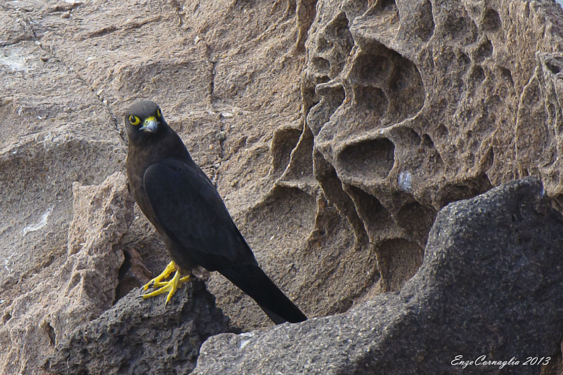 Falco della regina (maschio - morfismo scuro)