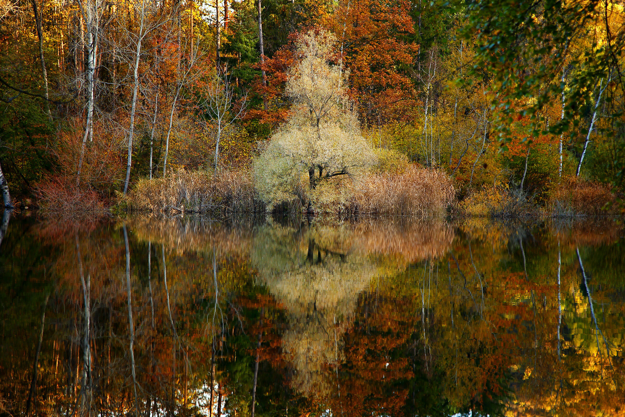 Langmoos, a pearl in the woods