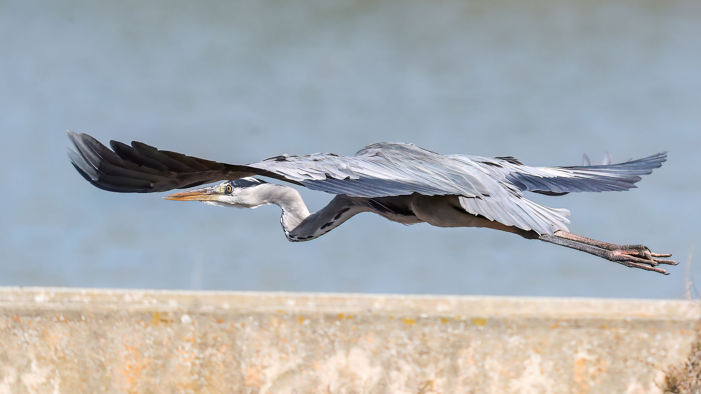 Grey heron