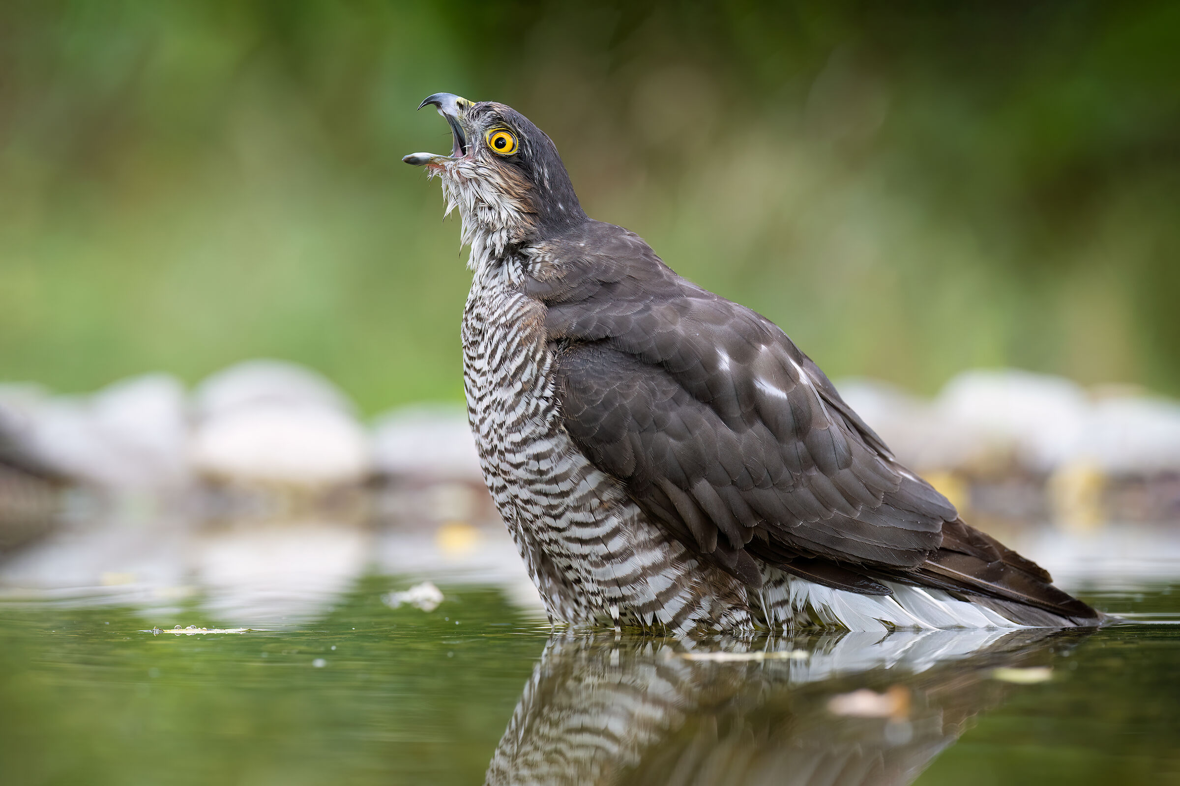 Sparrowhawk