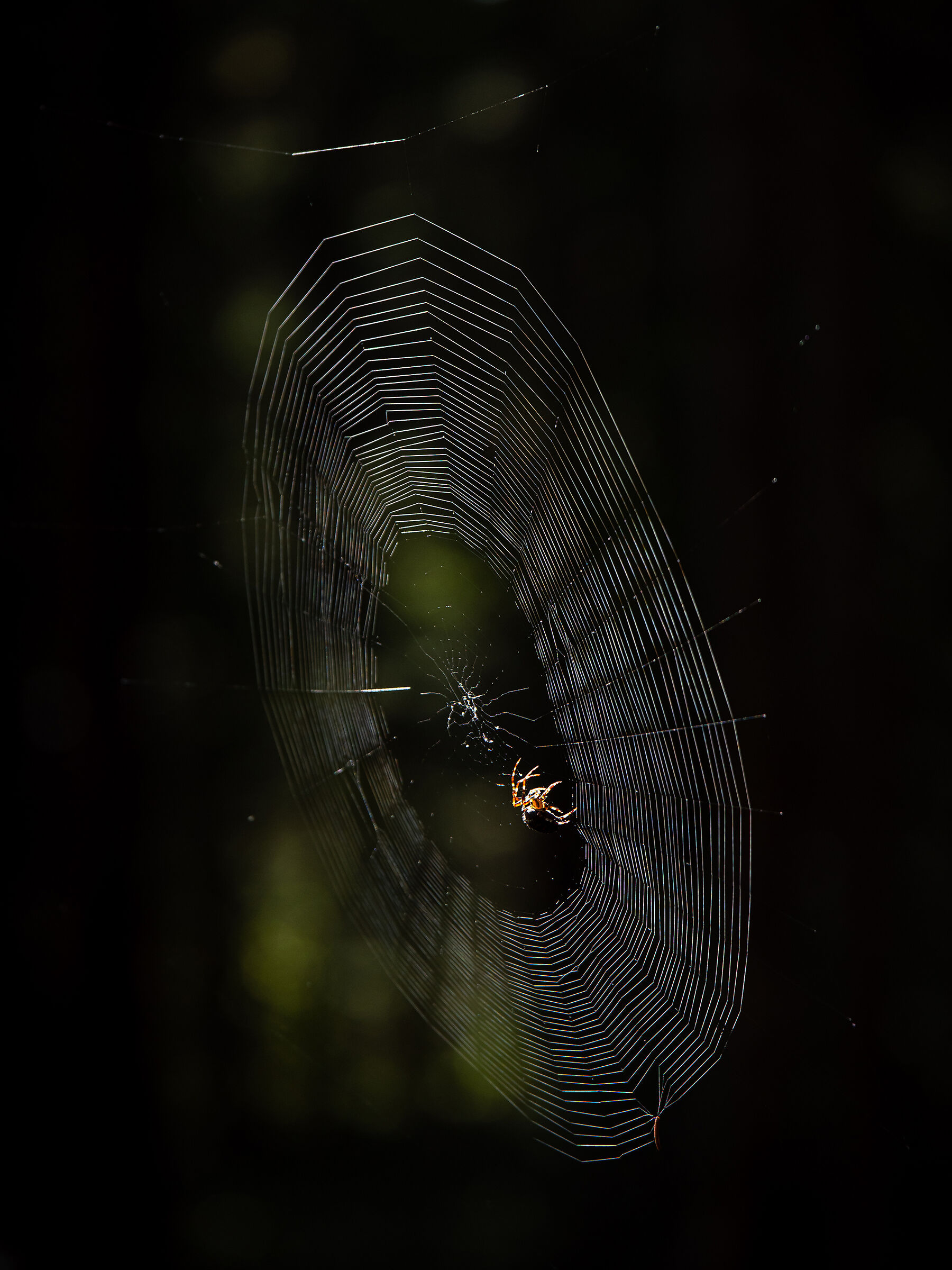Suspended