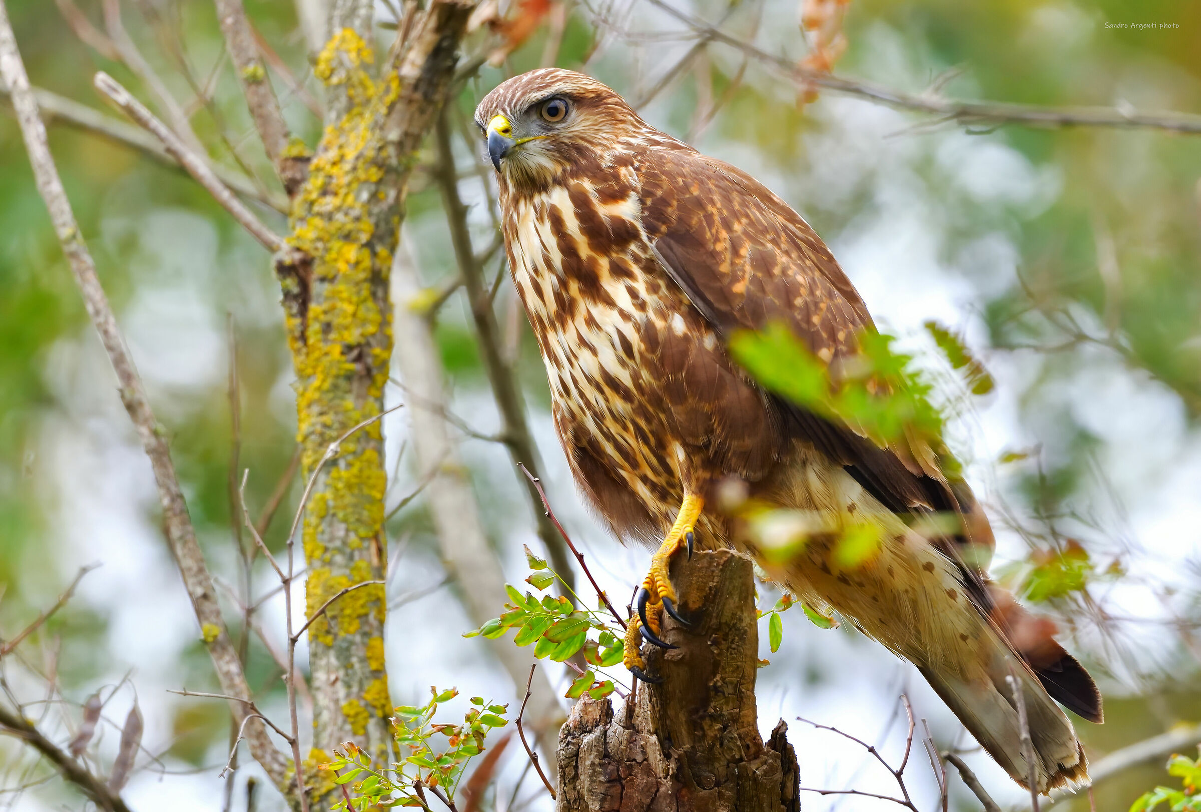 Poiana (Buteo buteo)