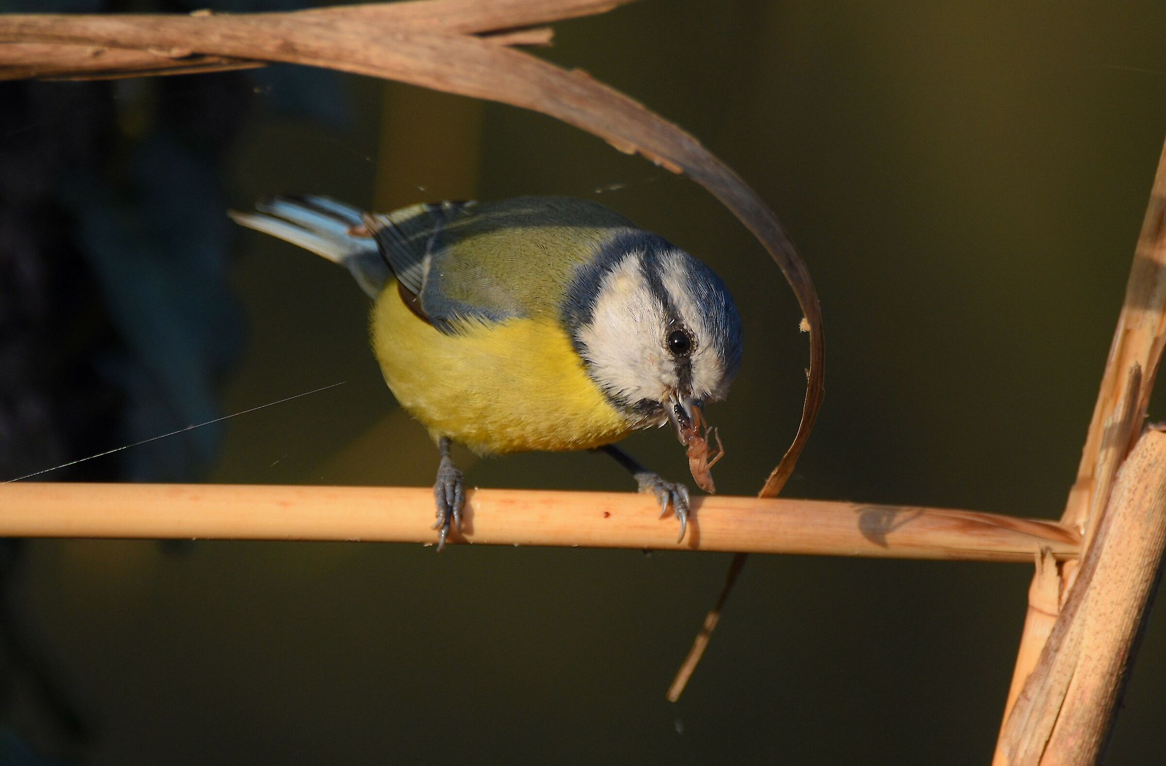 Cinciarella (Parus caerulus)
