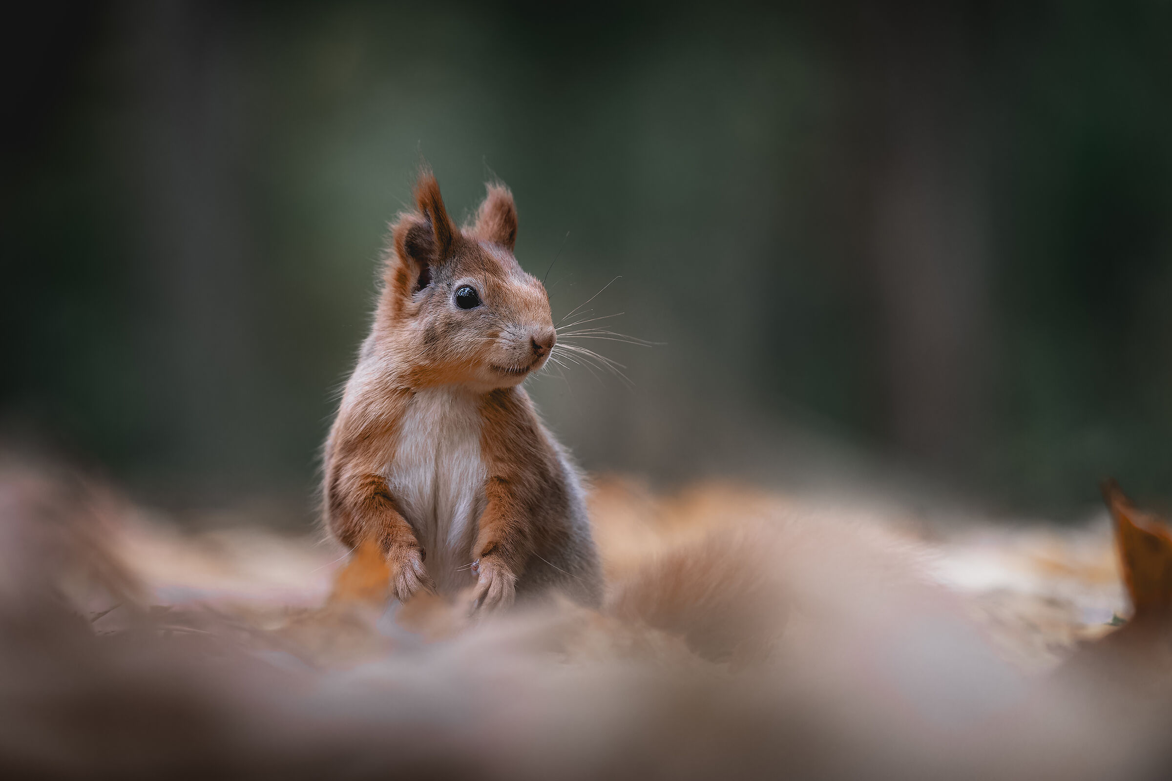 The red squirrel