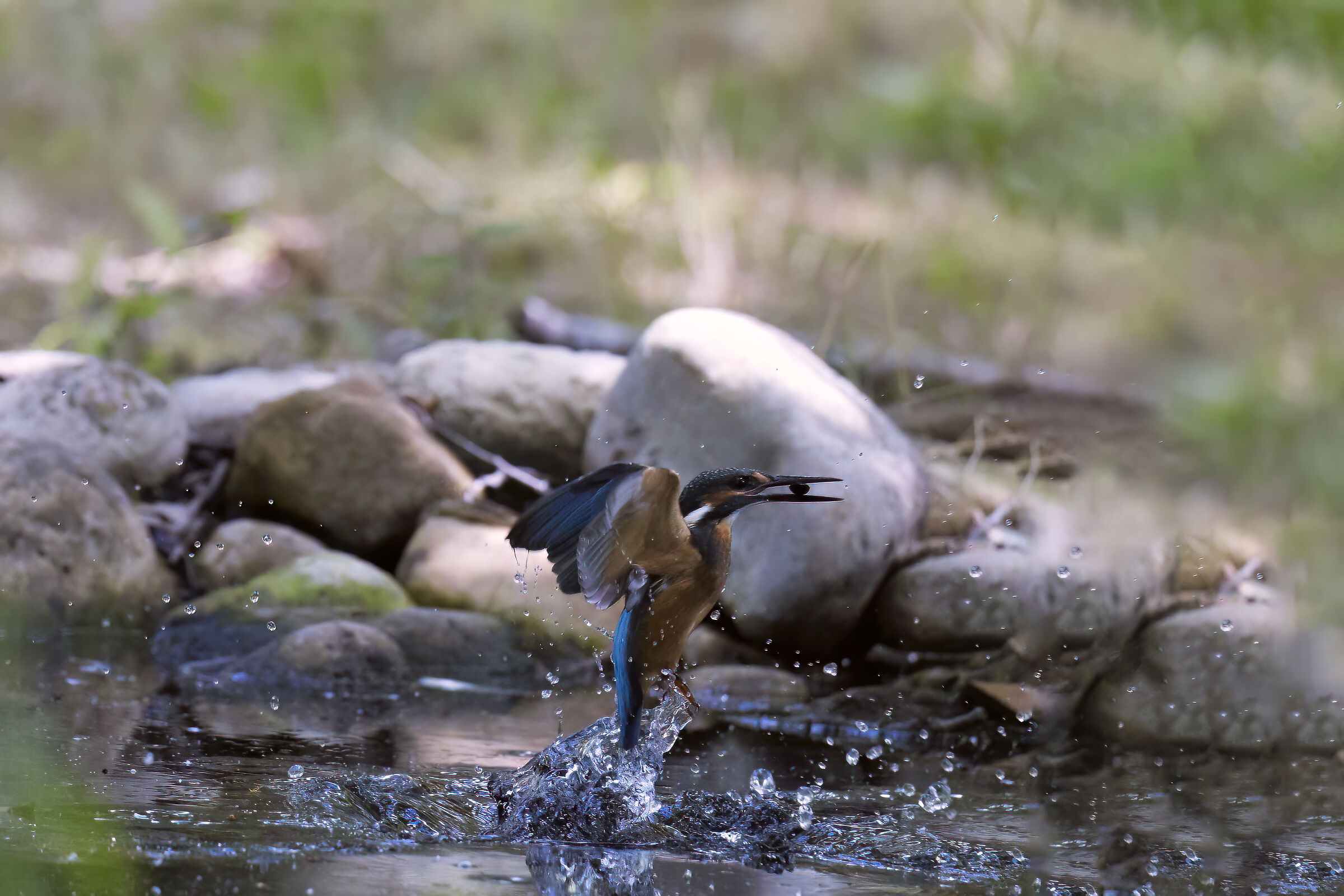 Il tuffo del martino
