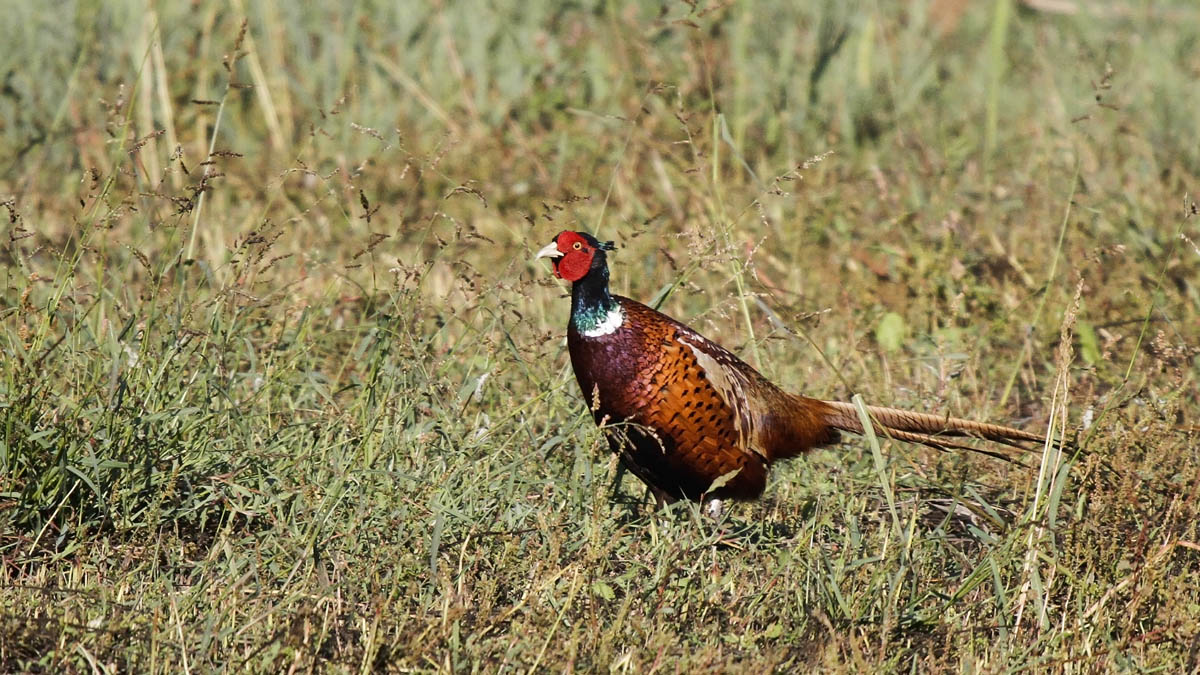 Male common pheasant