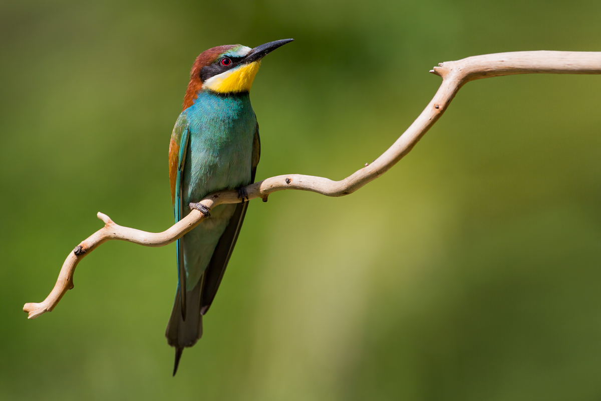Bee Eater 2013