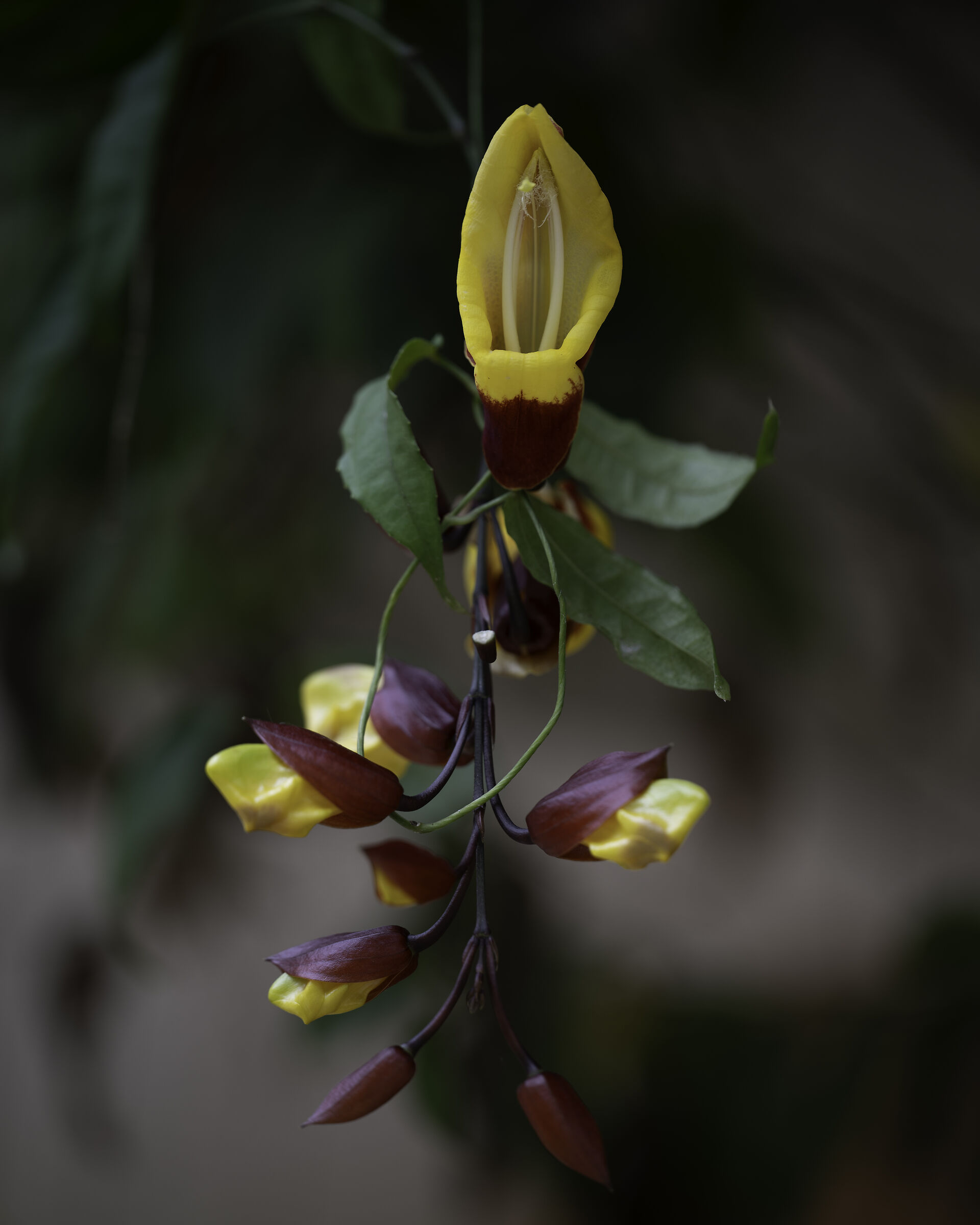 Thunbergia mysorensis