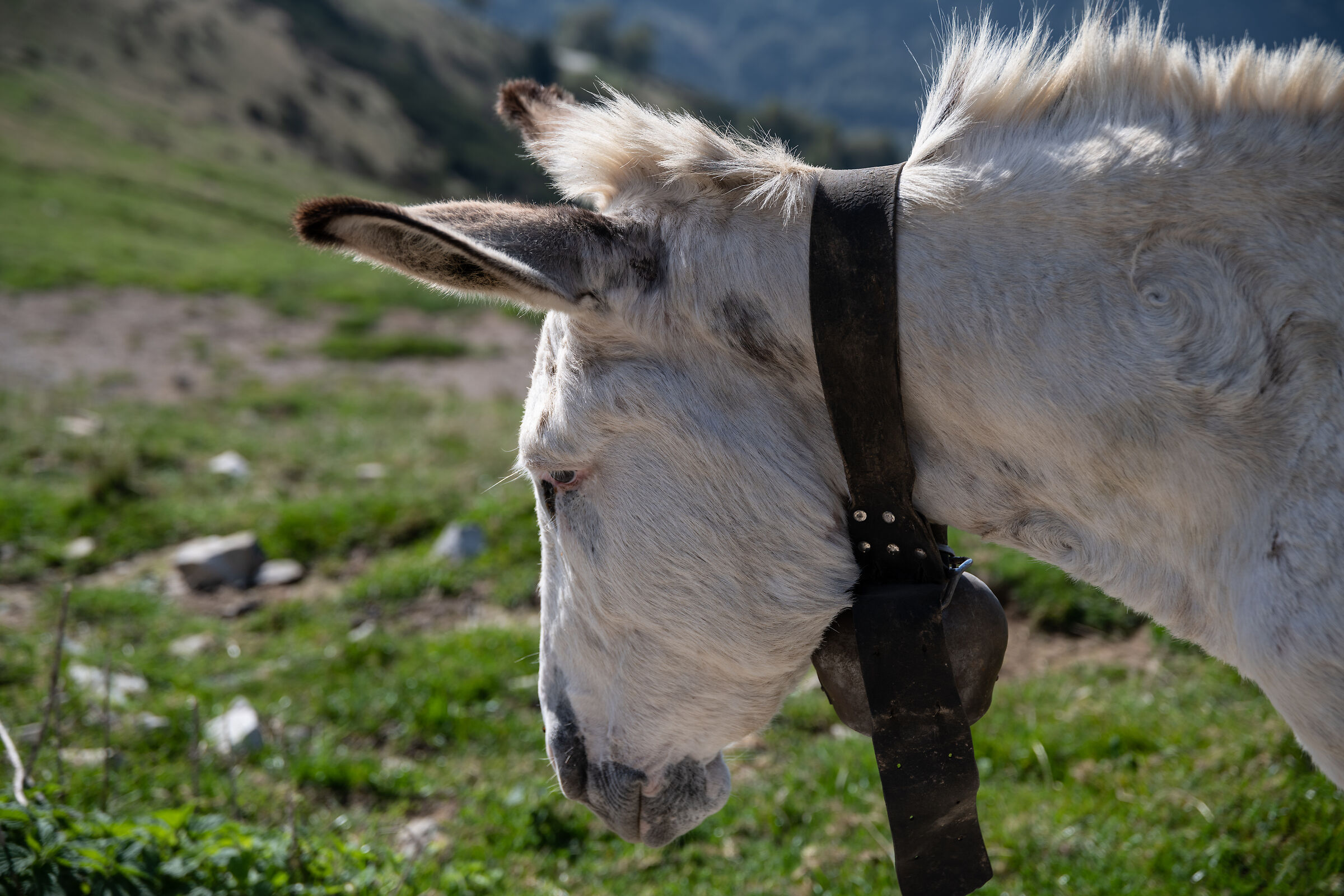 Donkey