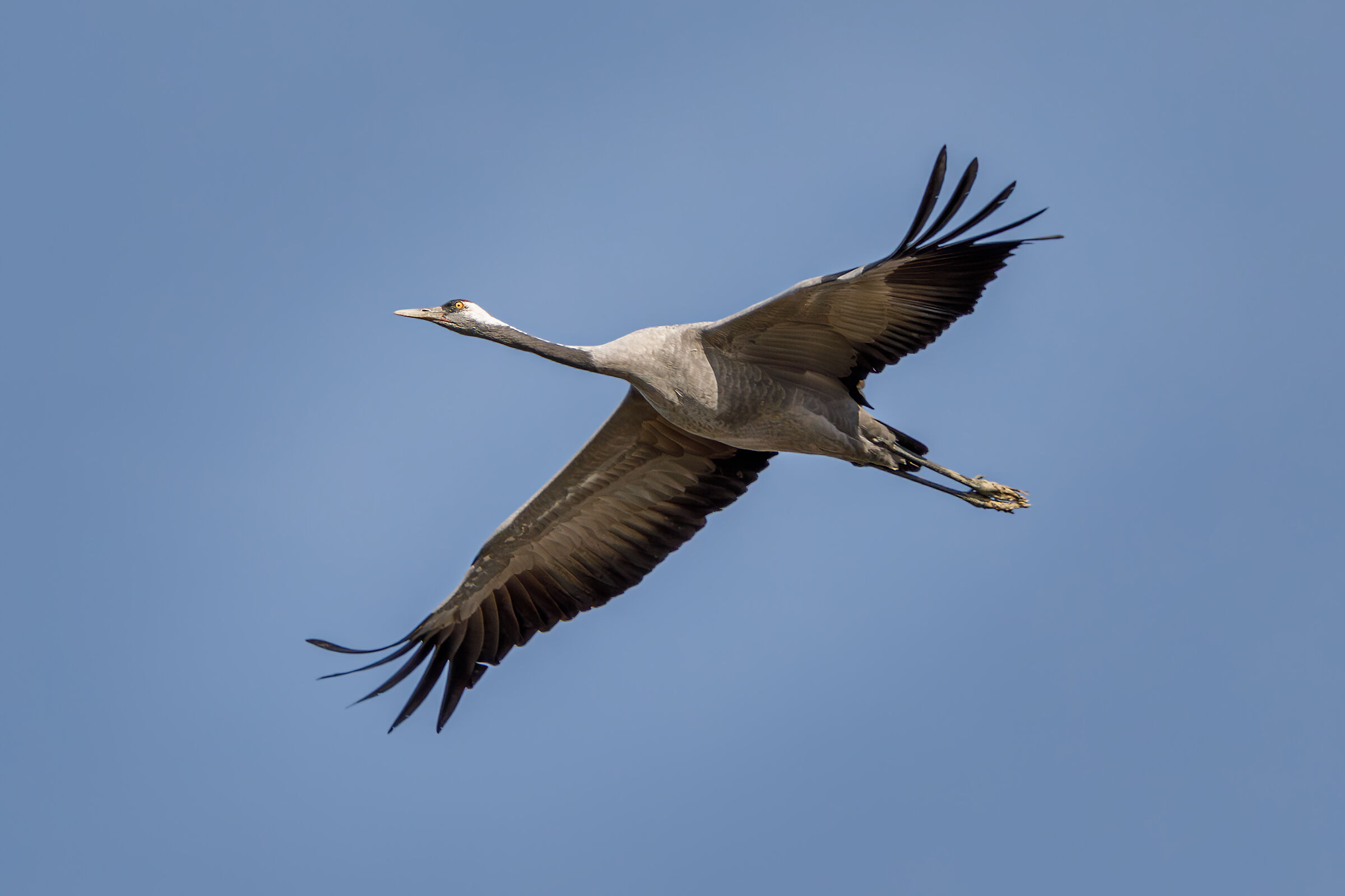 Grey crane