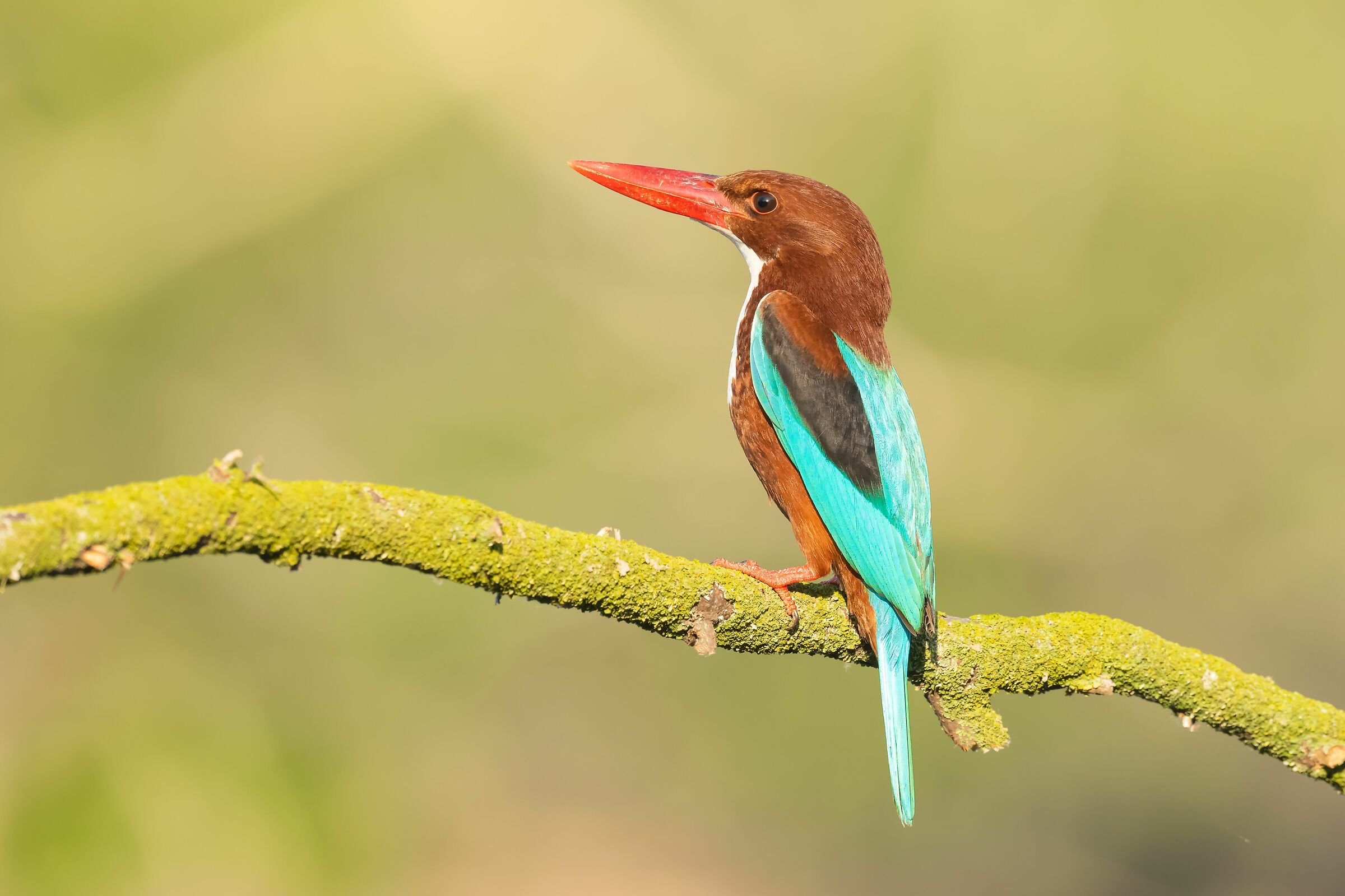 Halcyon smyrnensis » White-throated Kingfisher