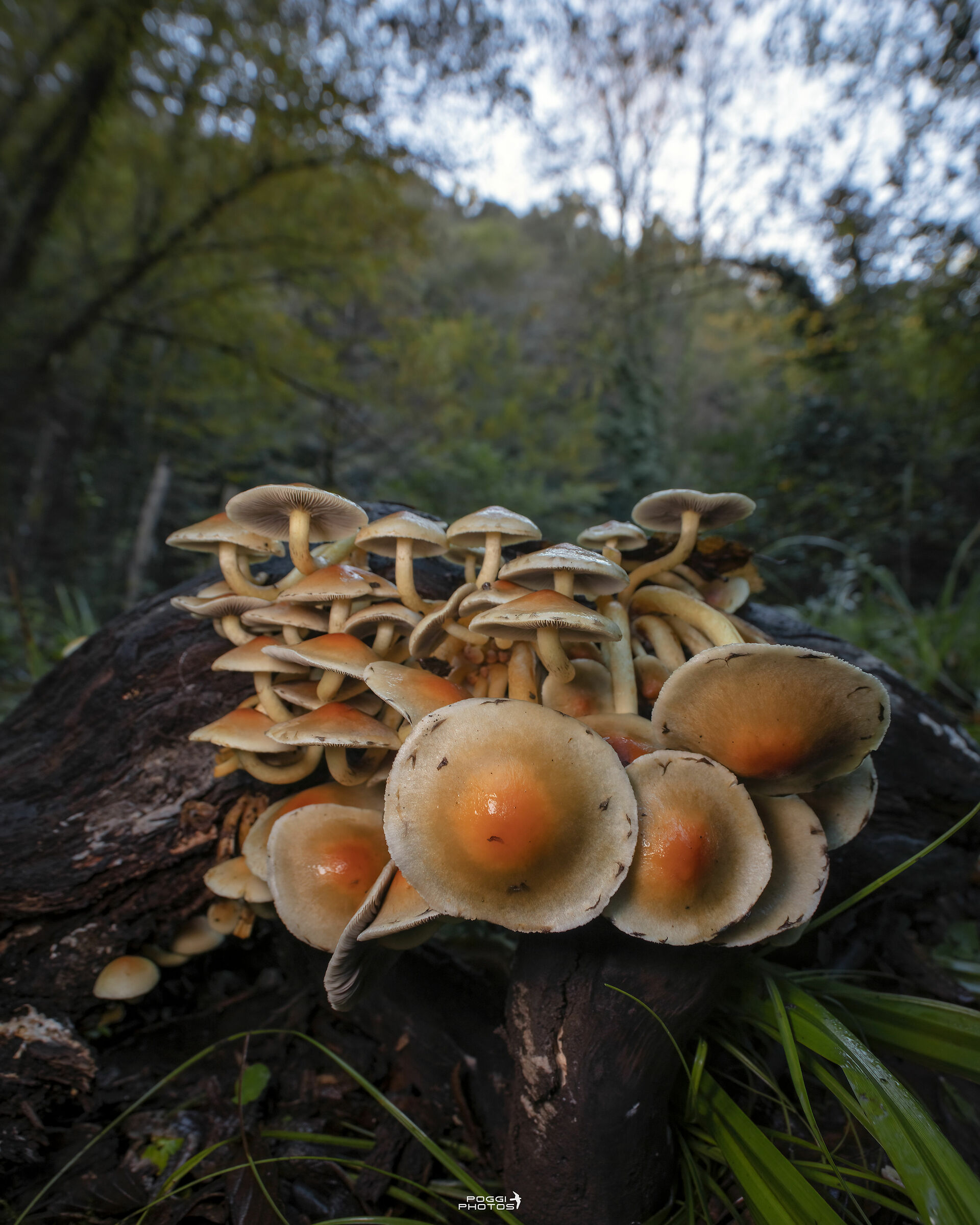 Hypholoma sp.