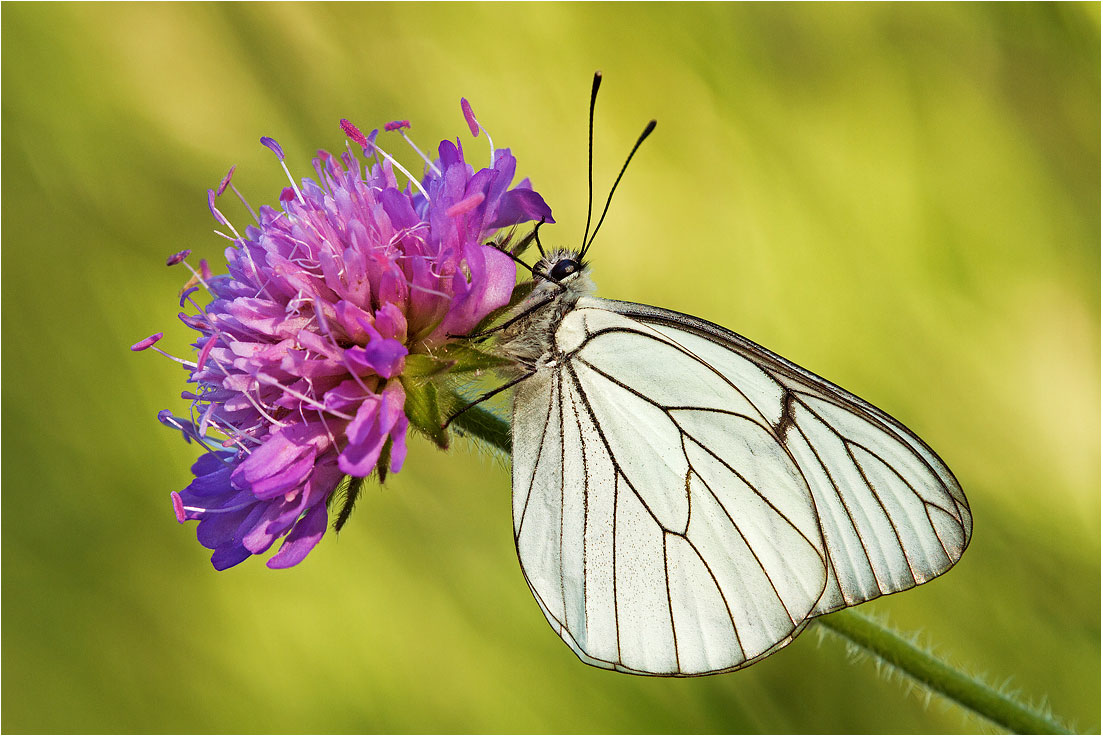 Aporia crataegi - Prato Sopralacroce (ge)