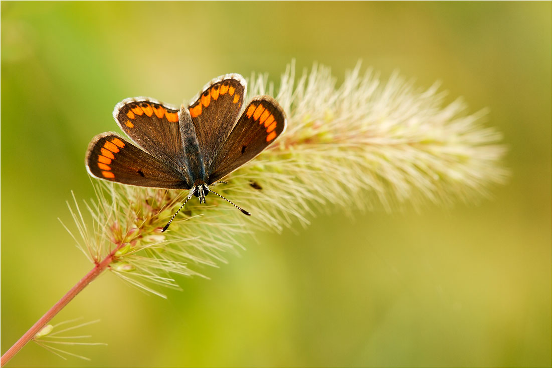 Polyommatus icarus - Cogorno (ge)