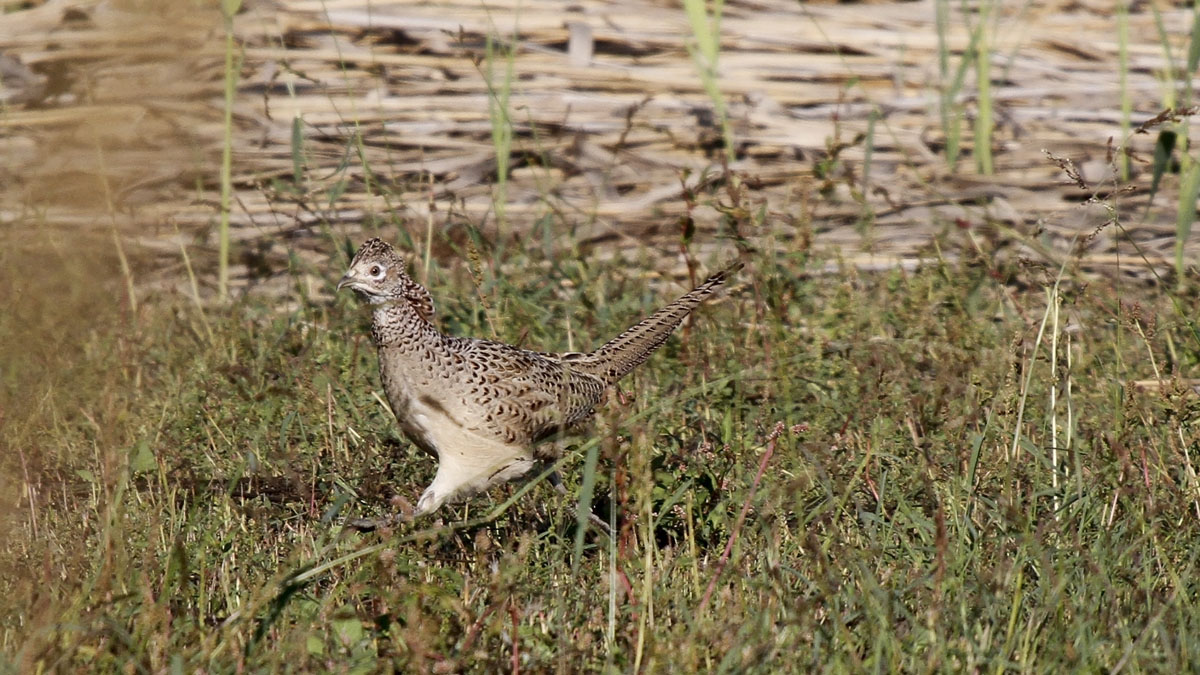 Common Pheasant female