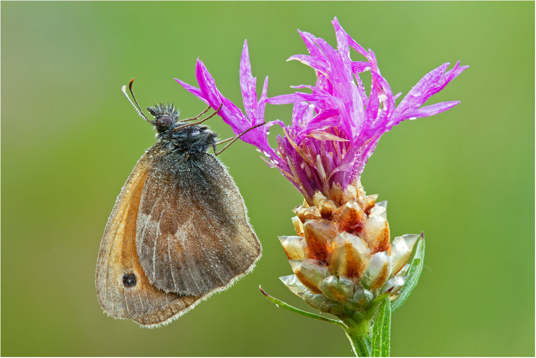 Coenonympha pamphilus - Plitvice (Croatia)