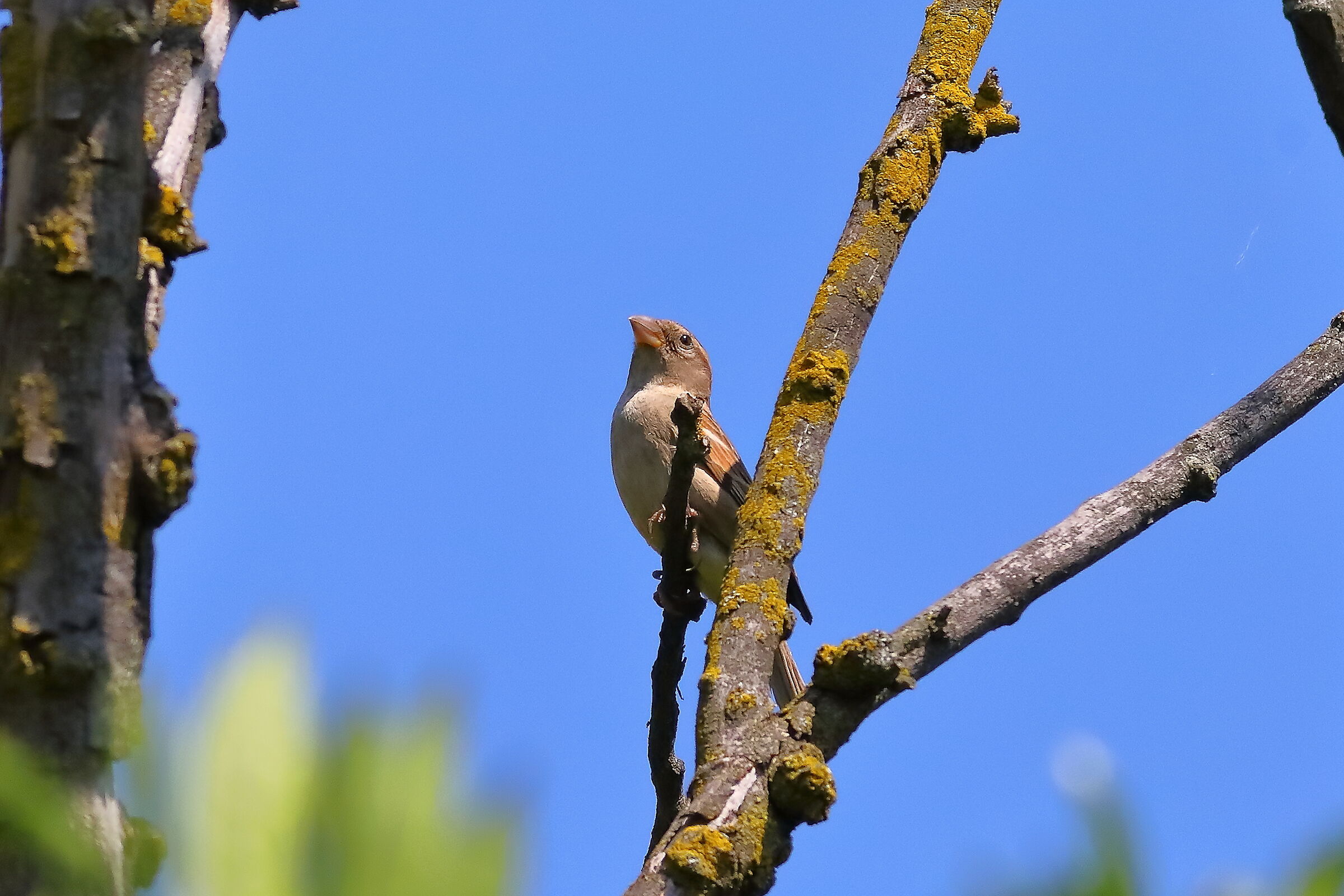 Sparrow 23-06-2023