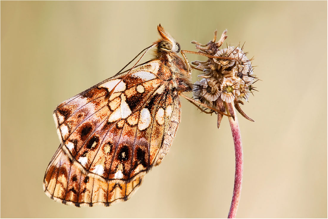 Boloria dia - Ome (bs)