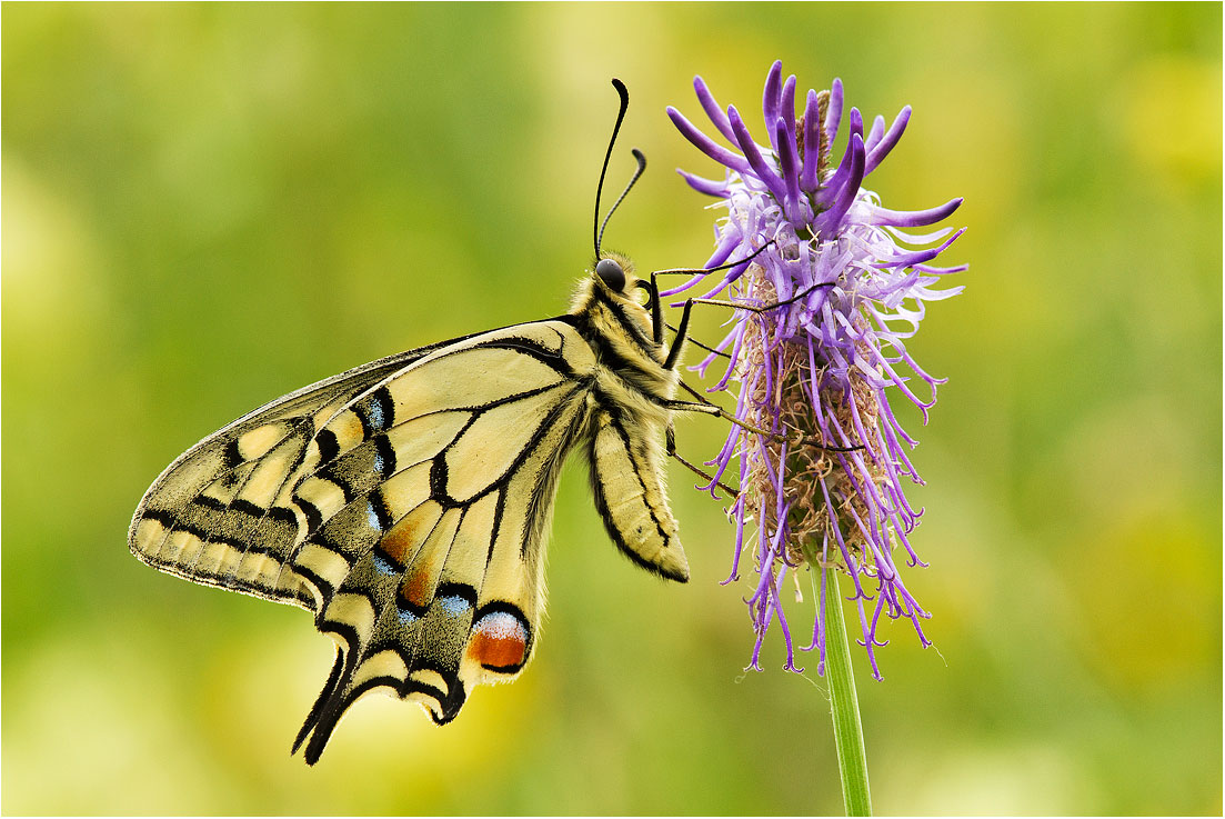 Papilio machaon - Sestri Levante (ge)