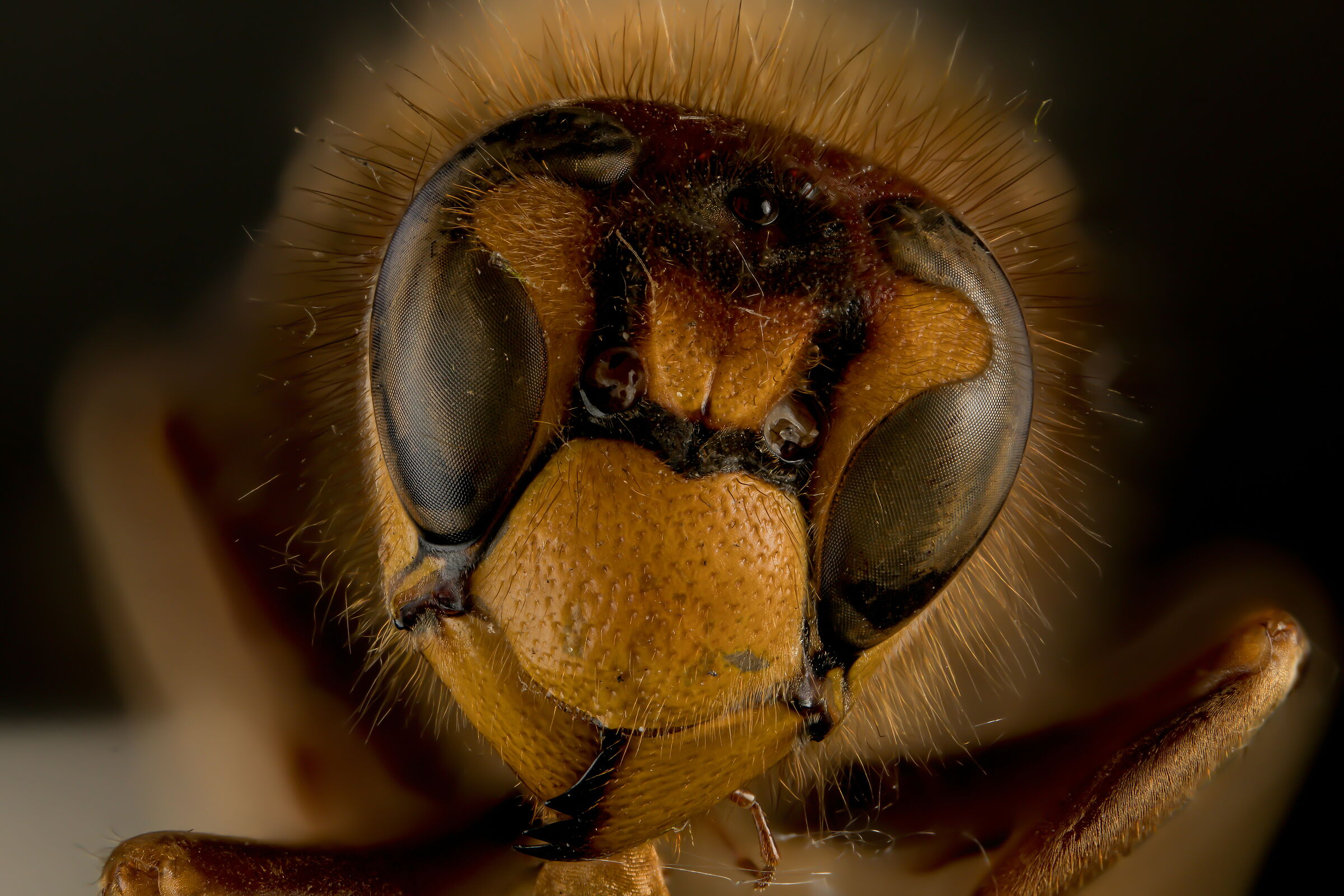 Still life - Ex calabrone