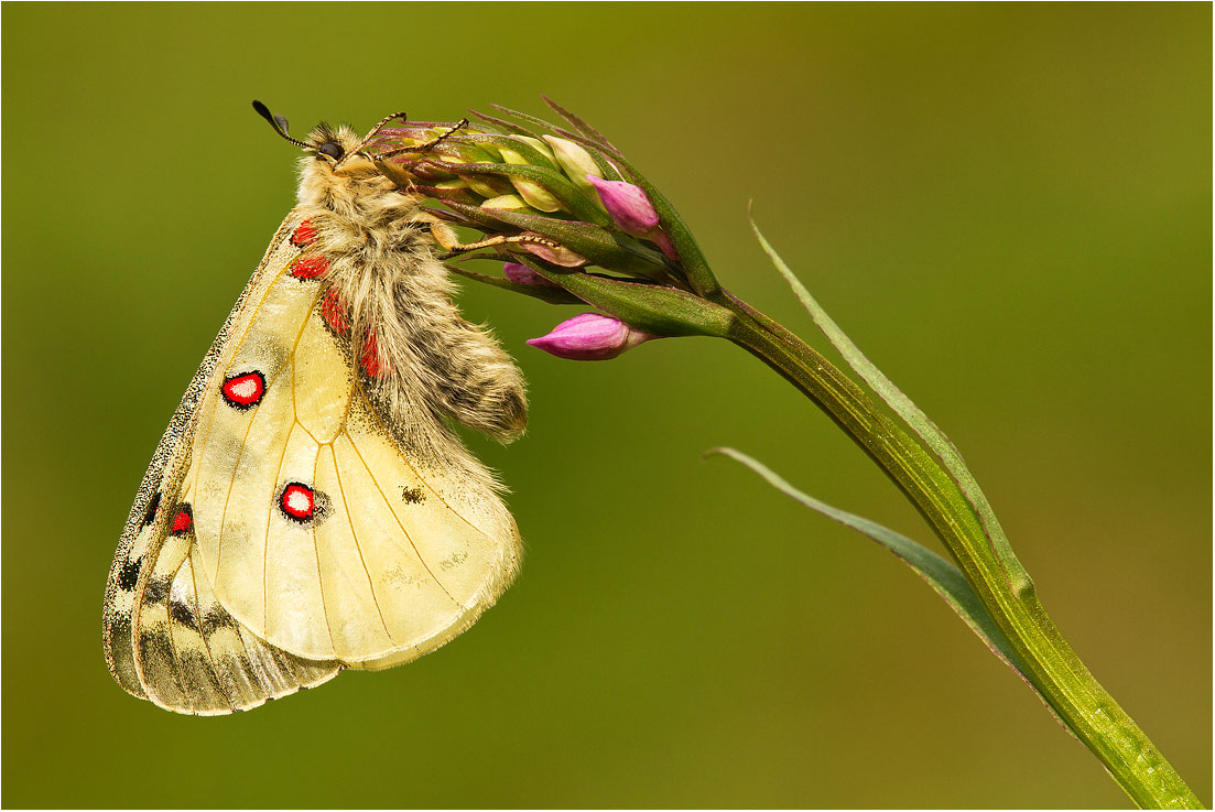 Parnassius phoebus - Parco Nazionale dello Stelvio (bs)