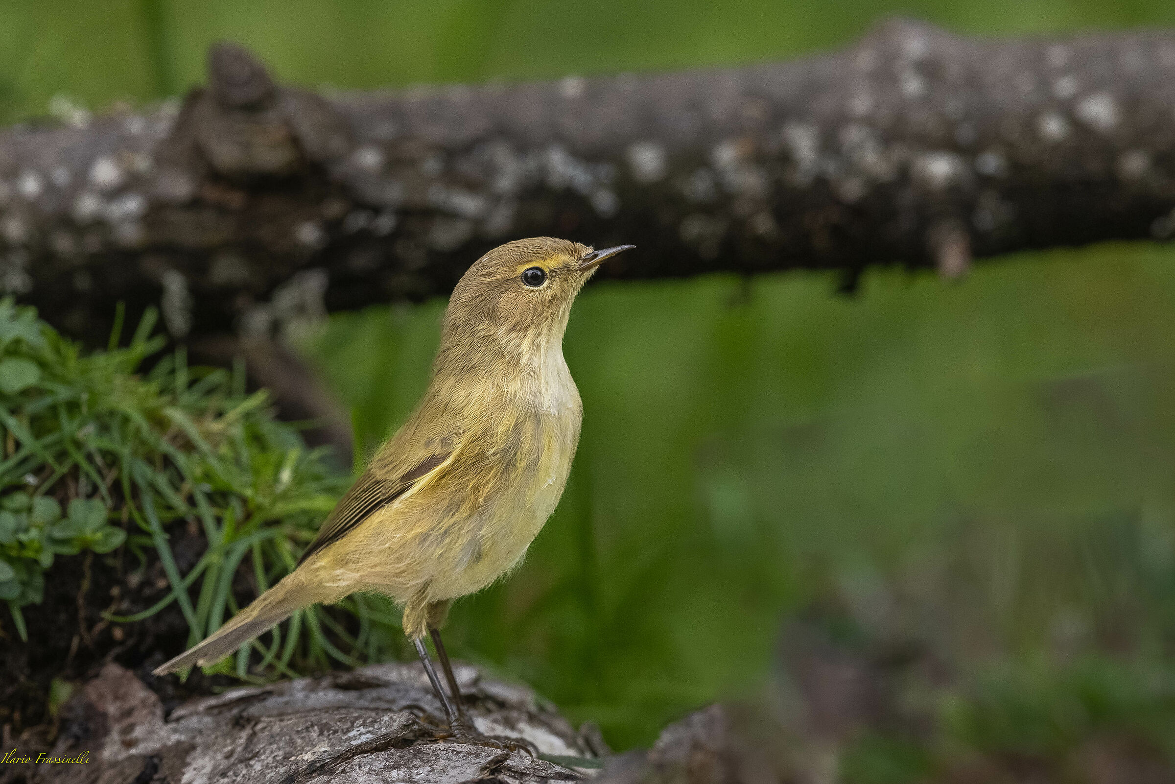 Lui' piccolo in posa