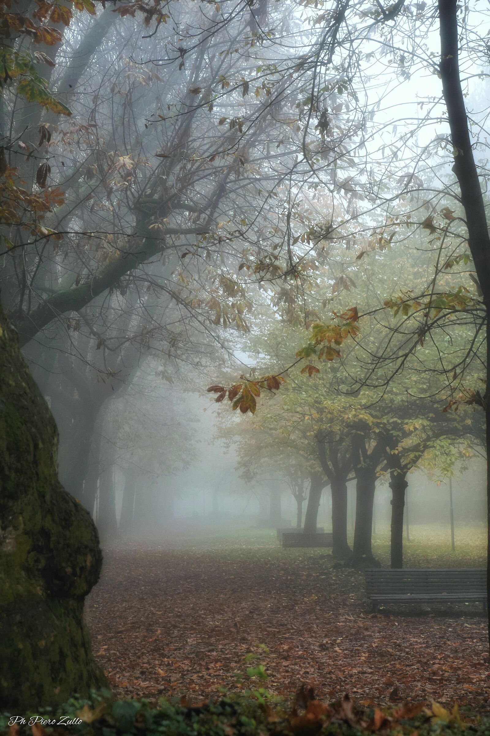 Nebbia Autunnale