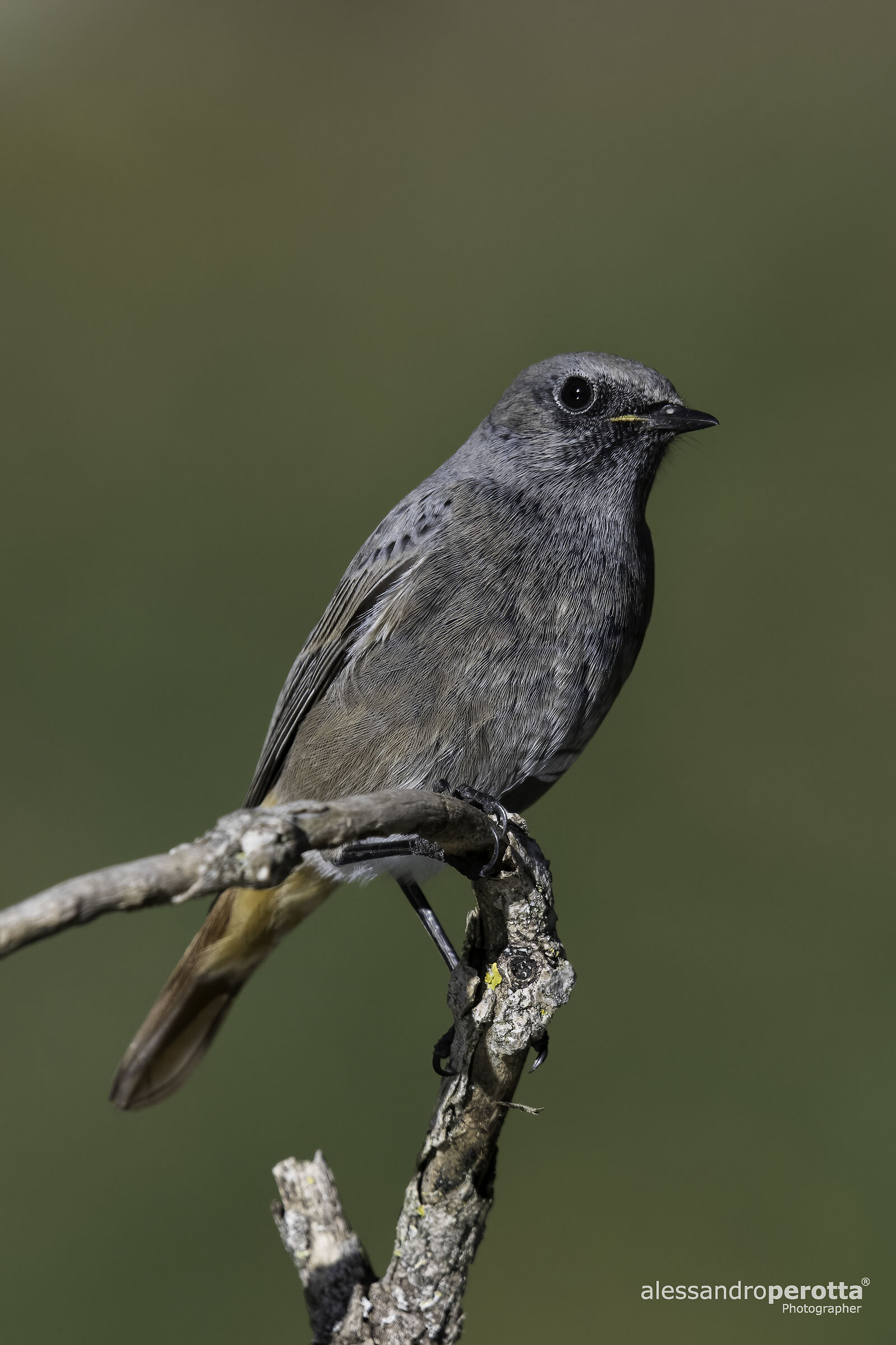 Phoenicurus ochruros