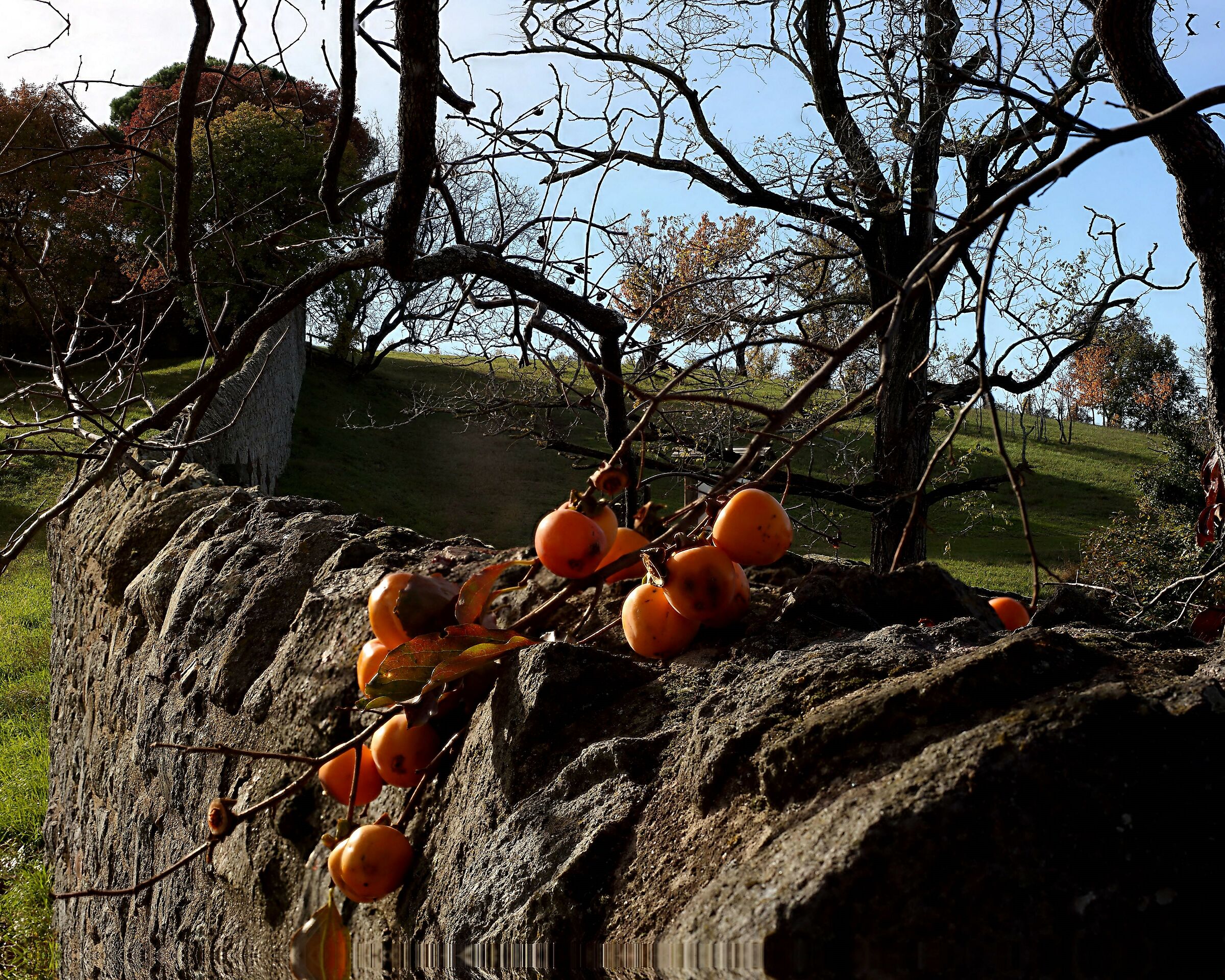 Brolo di una villa nei pressi di Valle San Giorgio (pd)