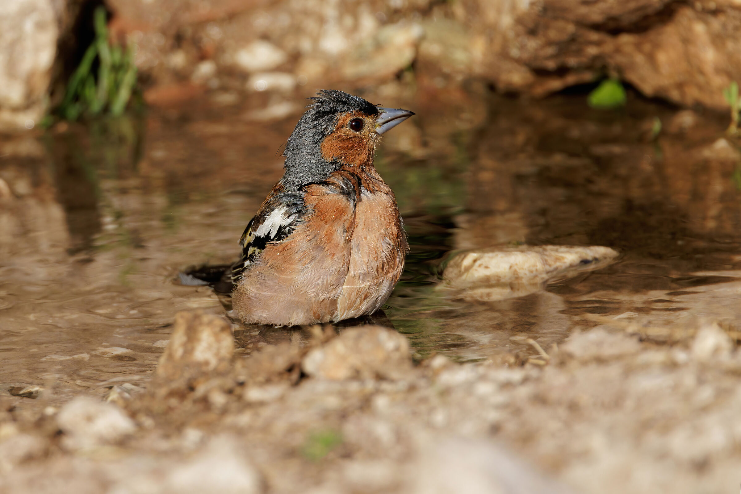 Fringuello (Fringilla coelebs Linnaeus)