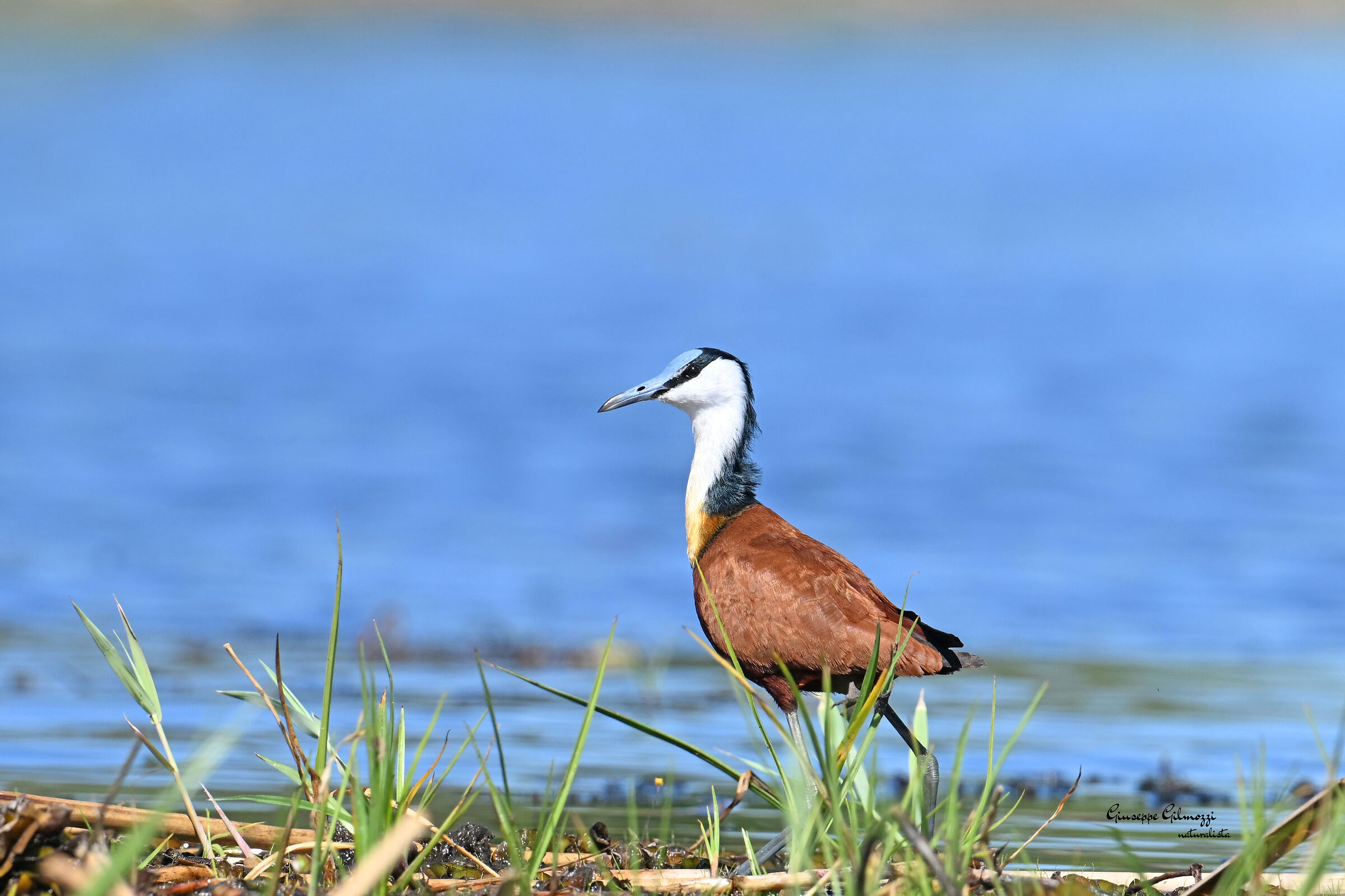 Jacana africana