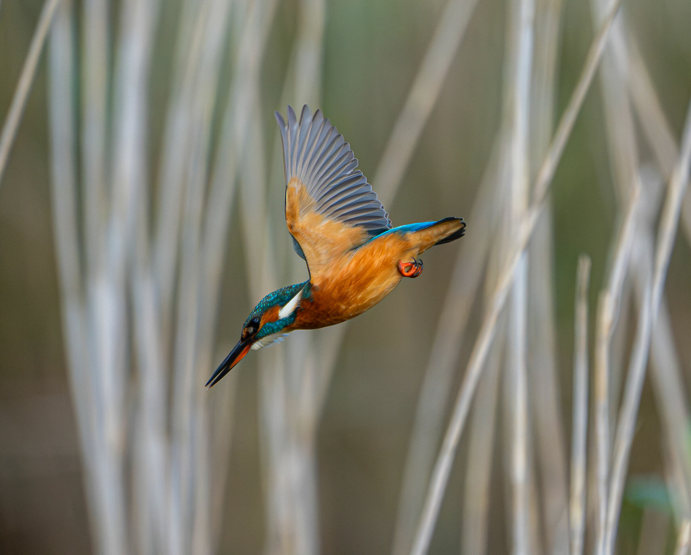 Martina in picchiata