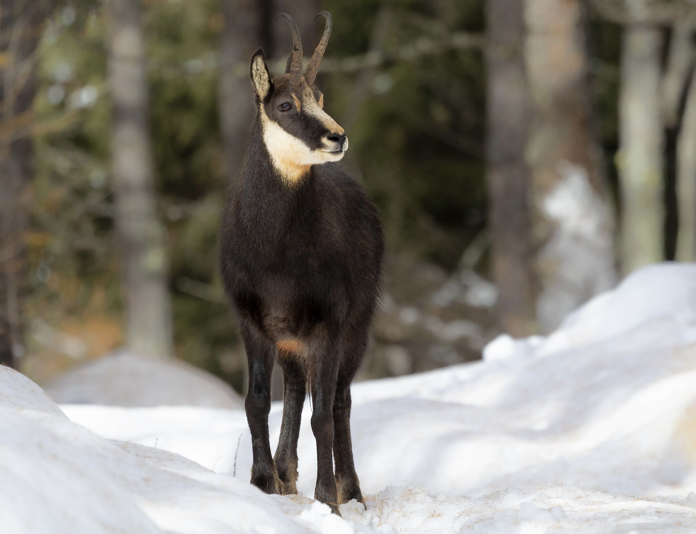 Incontri sul sentiero…