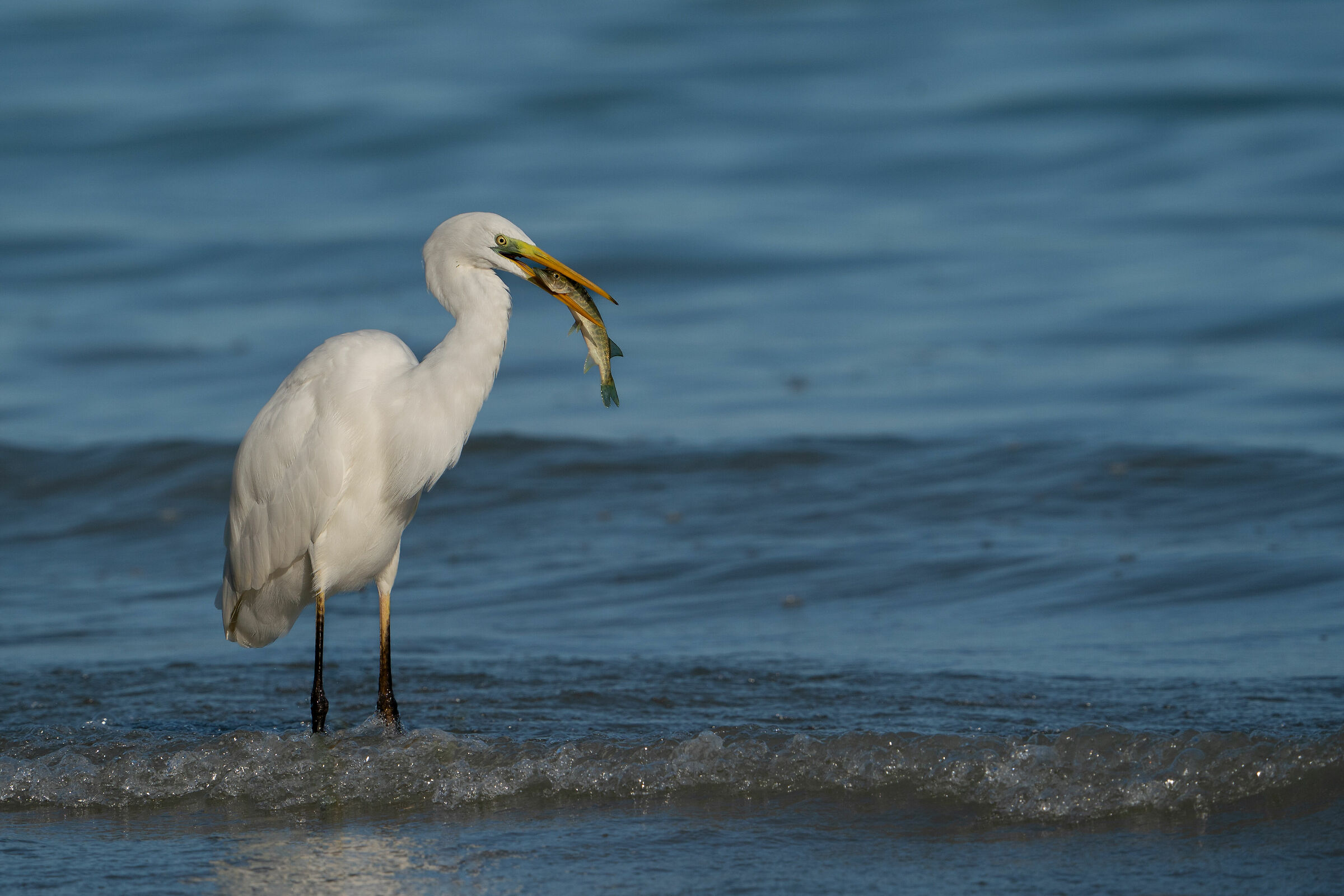 Great White Heron