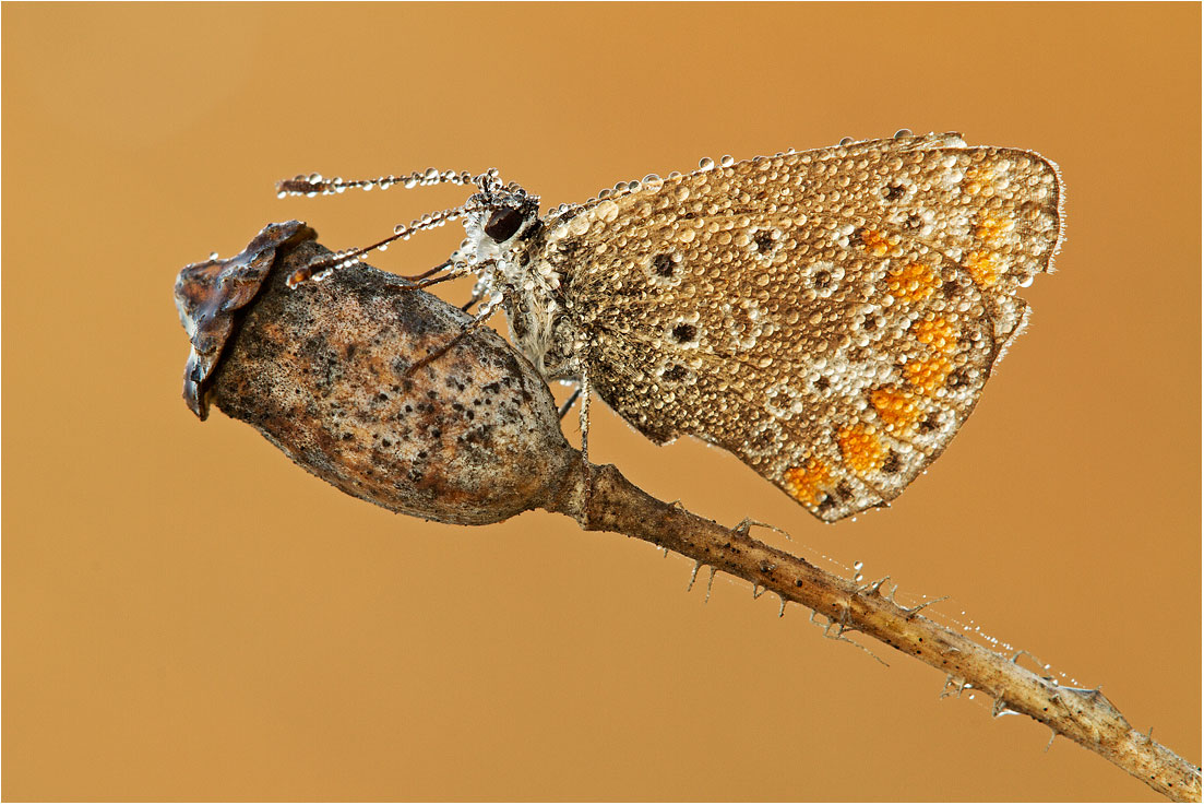 Licenide sp. - Parco dell'Oglio (bs)