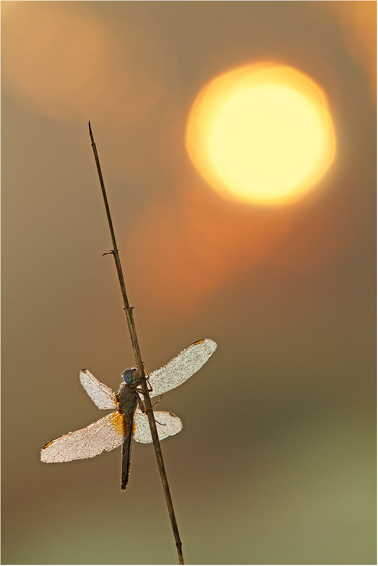 Sympetrum fonscolombii - Parco dell'Oglio  (bs)