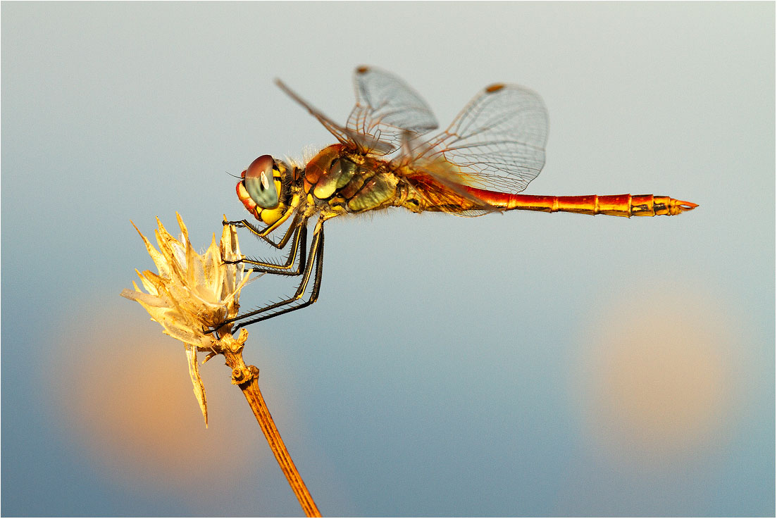 Sympetrum fonscolombii - Lavagna  (ge)