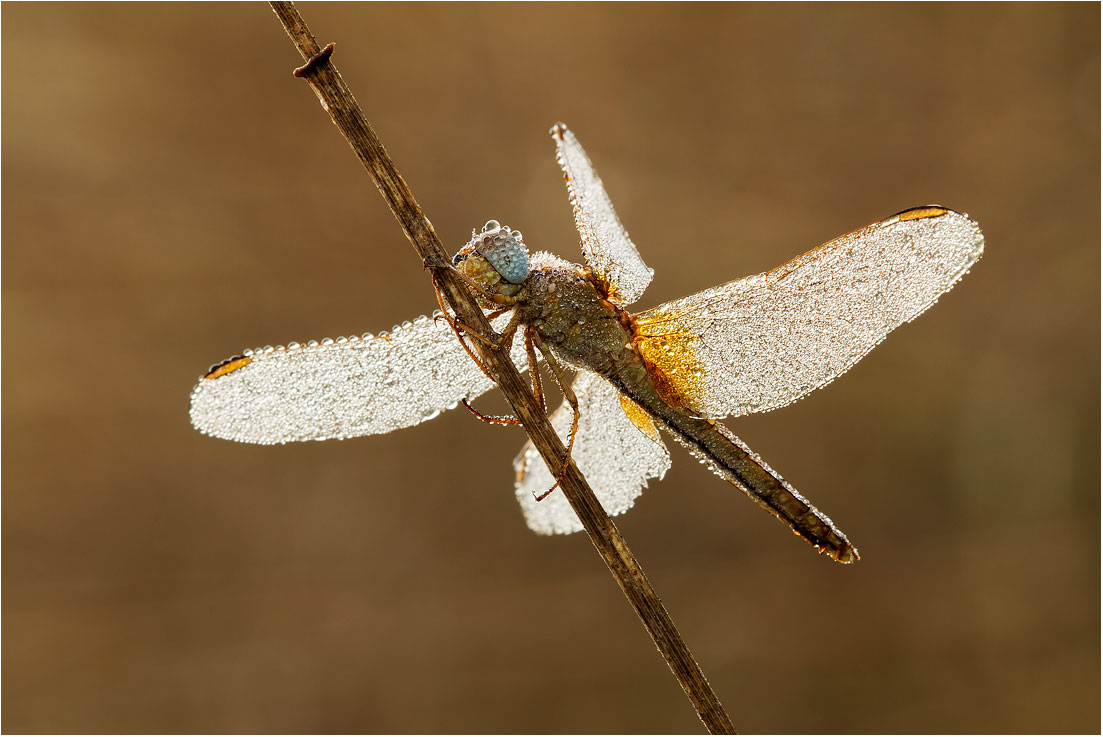 Sympetrum fonscolombii - Oglio Park (bs)