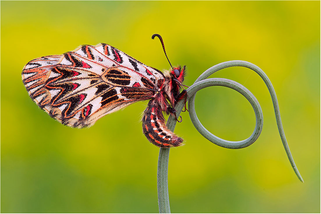 Zerynthia cassandra - Parco del Taro (pr)