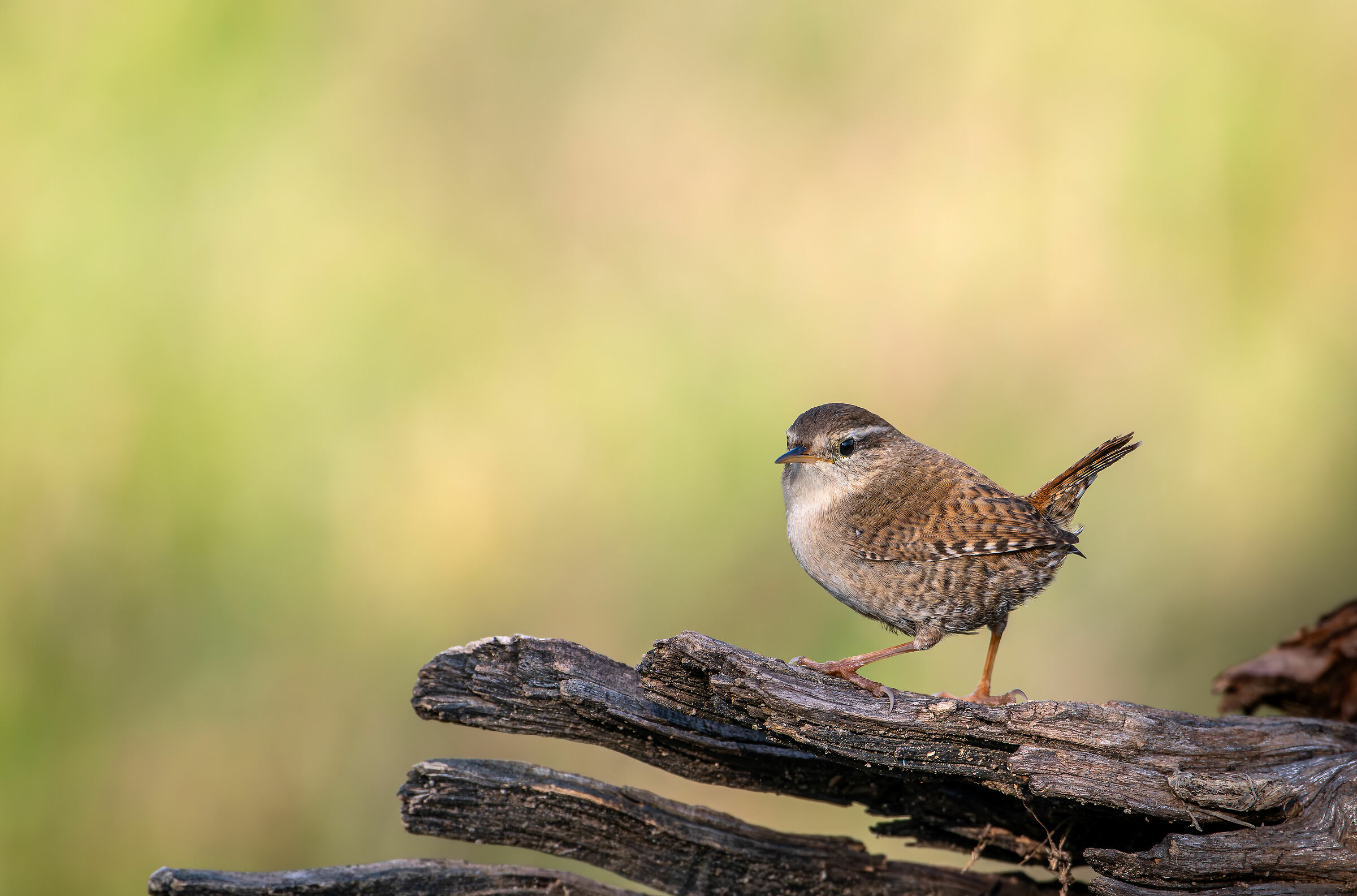 Scricciolo #capannocora