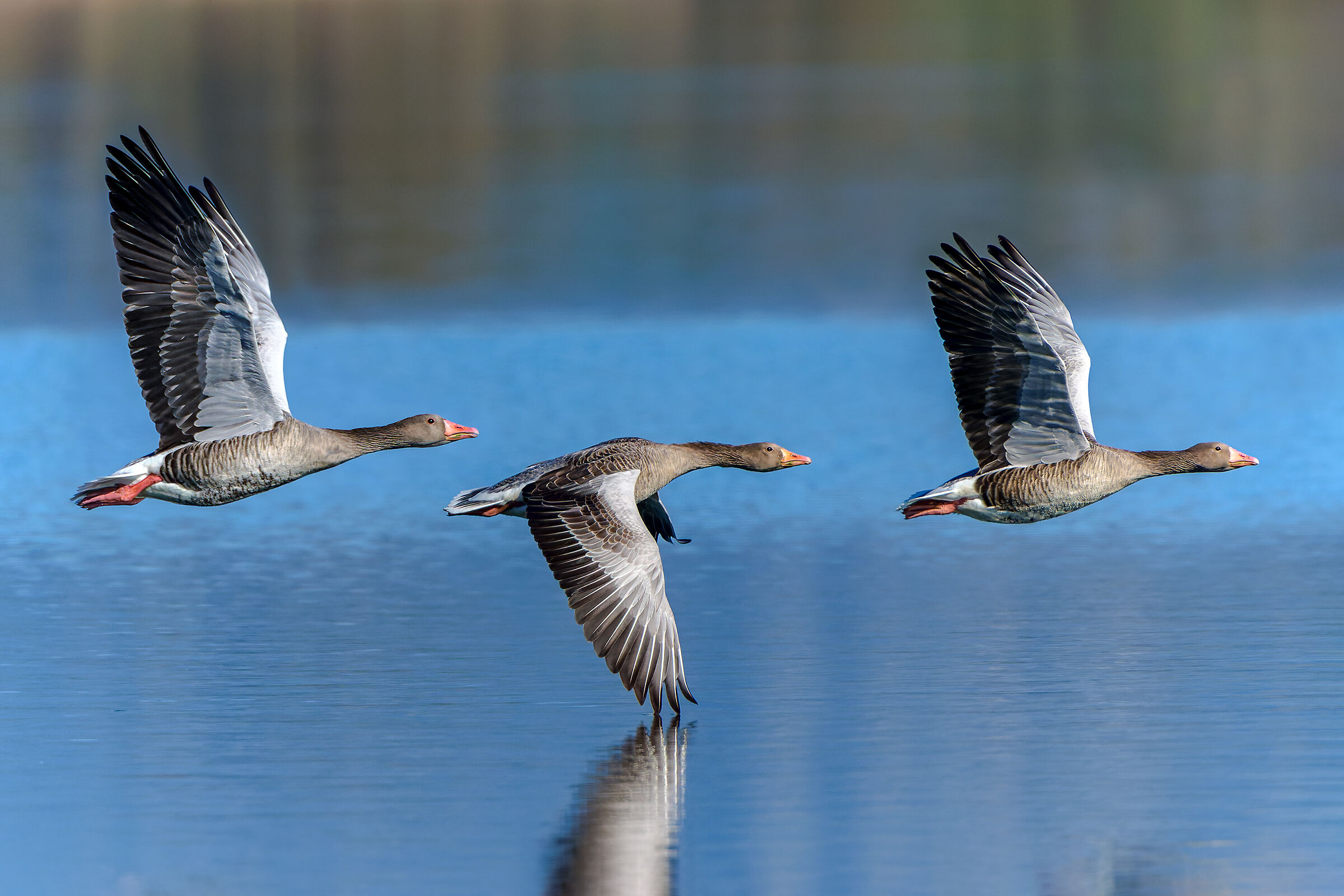 Poesie a rime alternate - Oche selvatiche