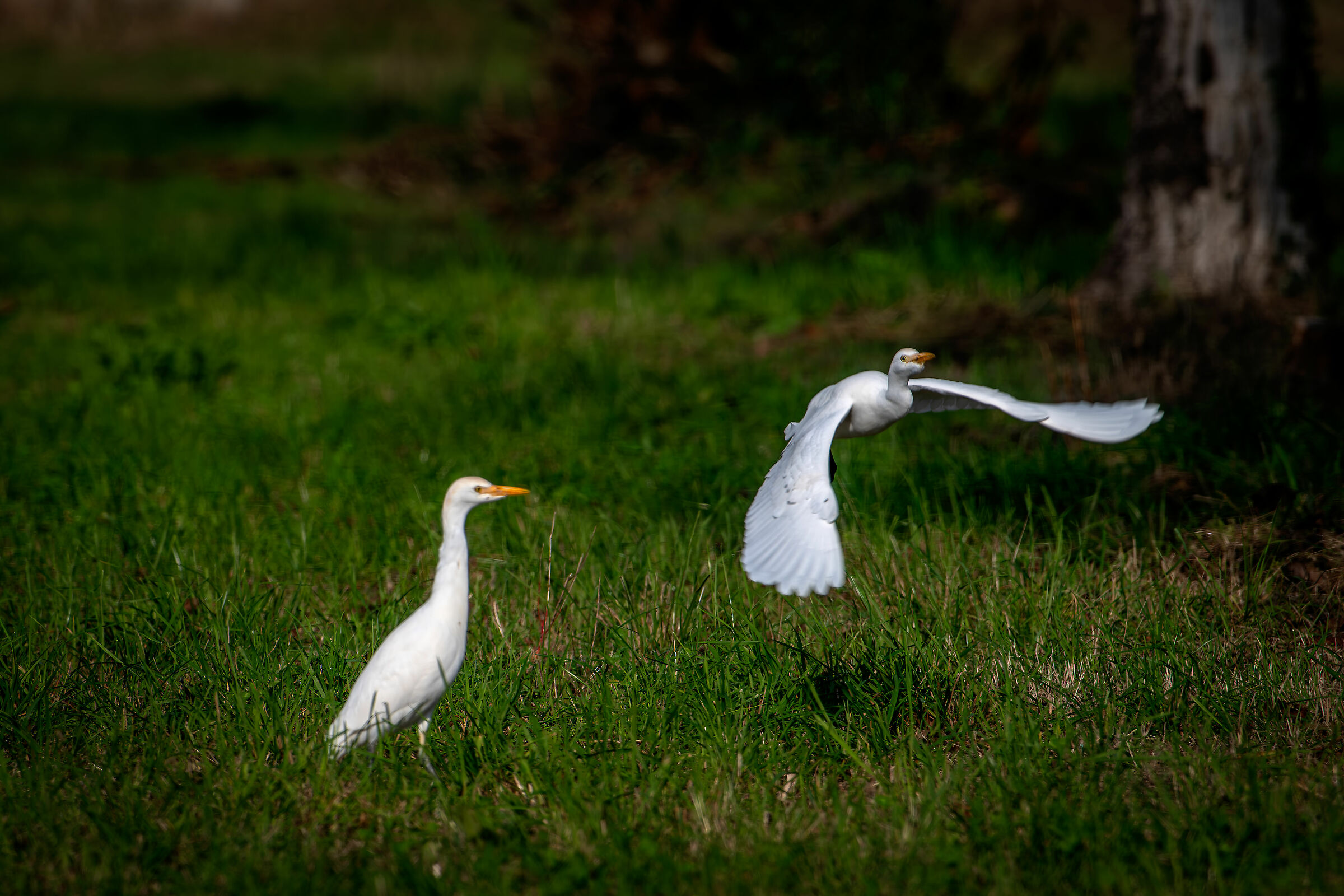 Heron Watch Oxen #capannocora