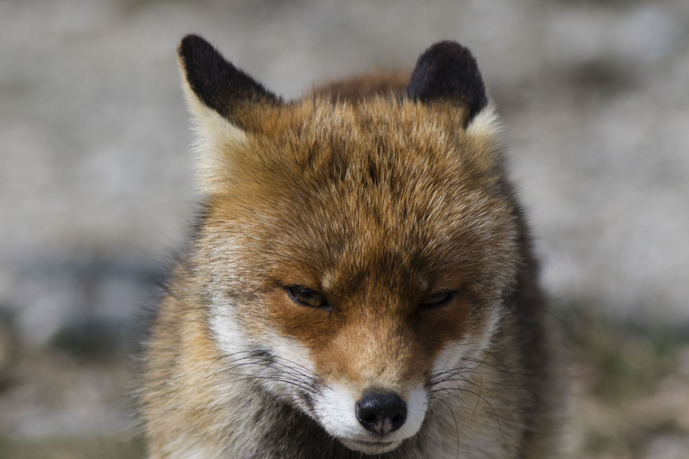 Fox