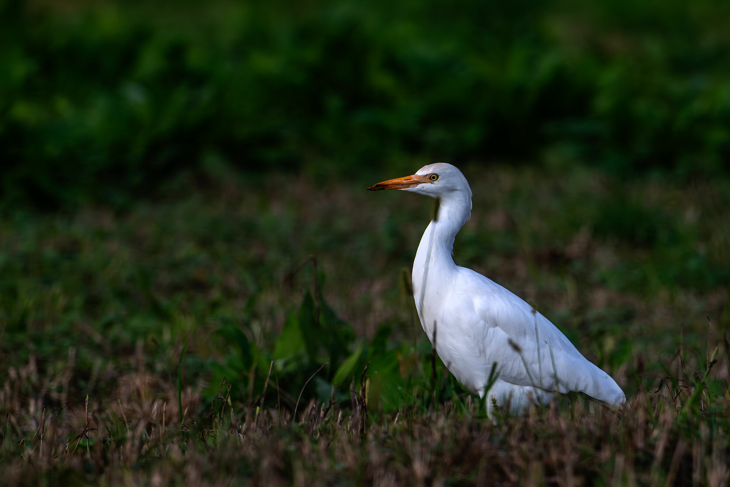 Heron Watch Oxen #capannocora